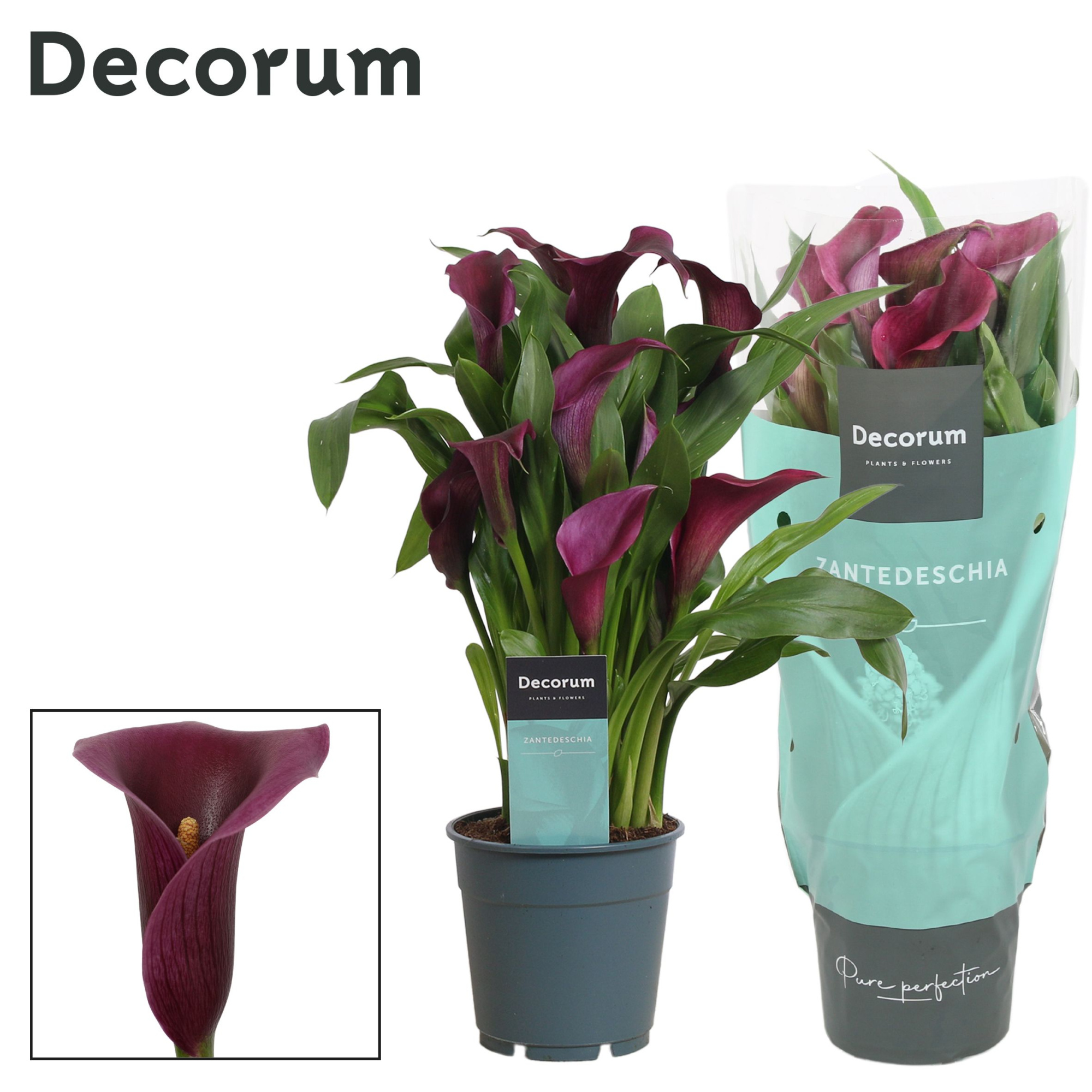 Zantedeschia (Calla) Paars (Decorum), D 12