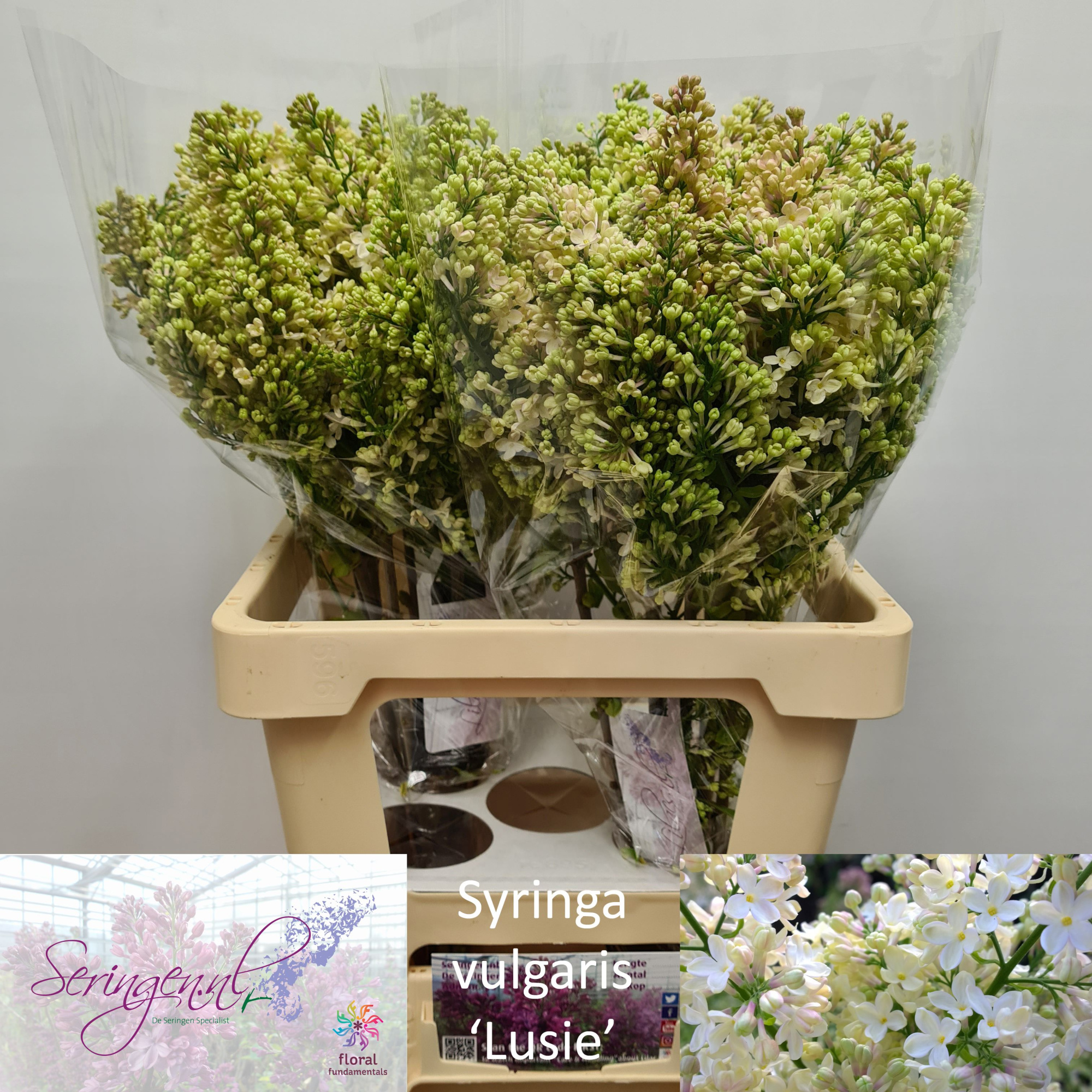 Сирень Примроуз 60 (крем.), шт.