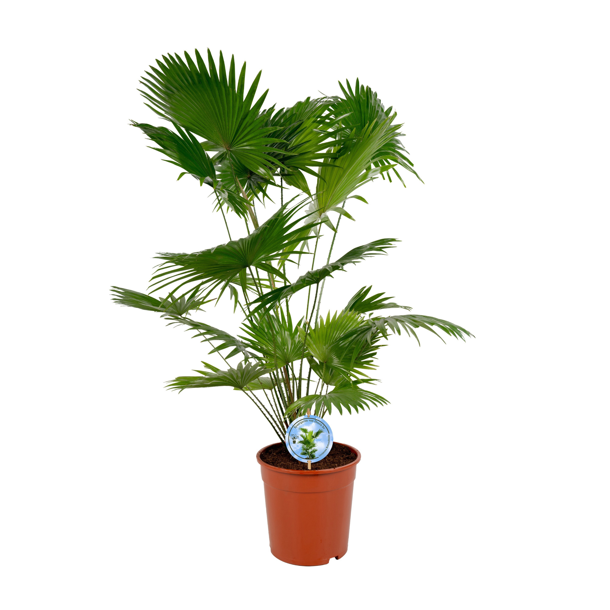 Livistona Rotundifolia 24 cm"Disc Etiket Lucht Zuiverend, D 24