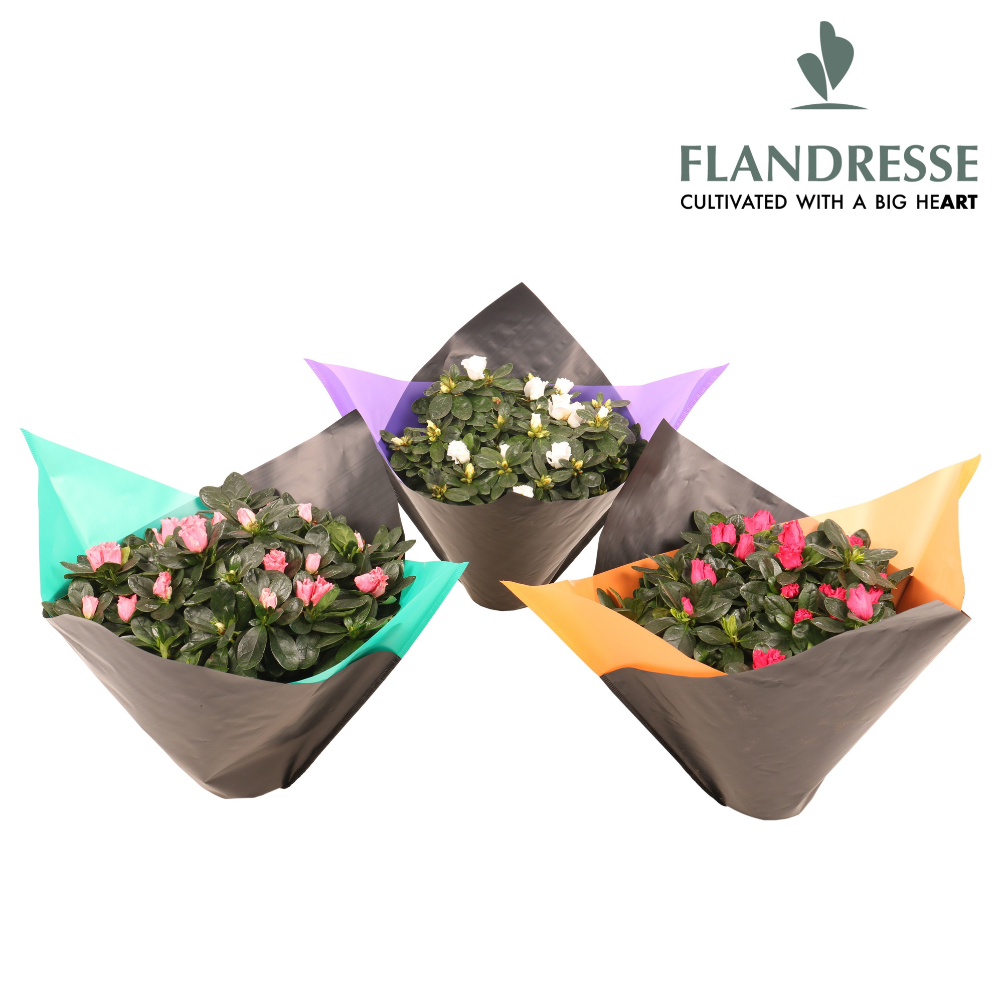 Azalea Flandresse® Flexx sleeve Large, D 14