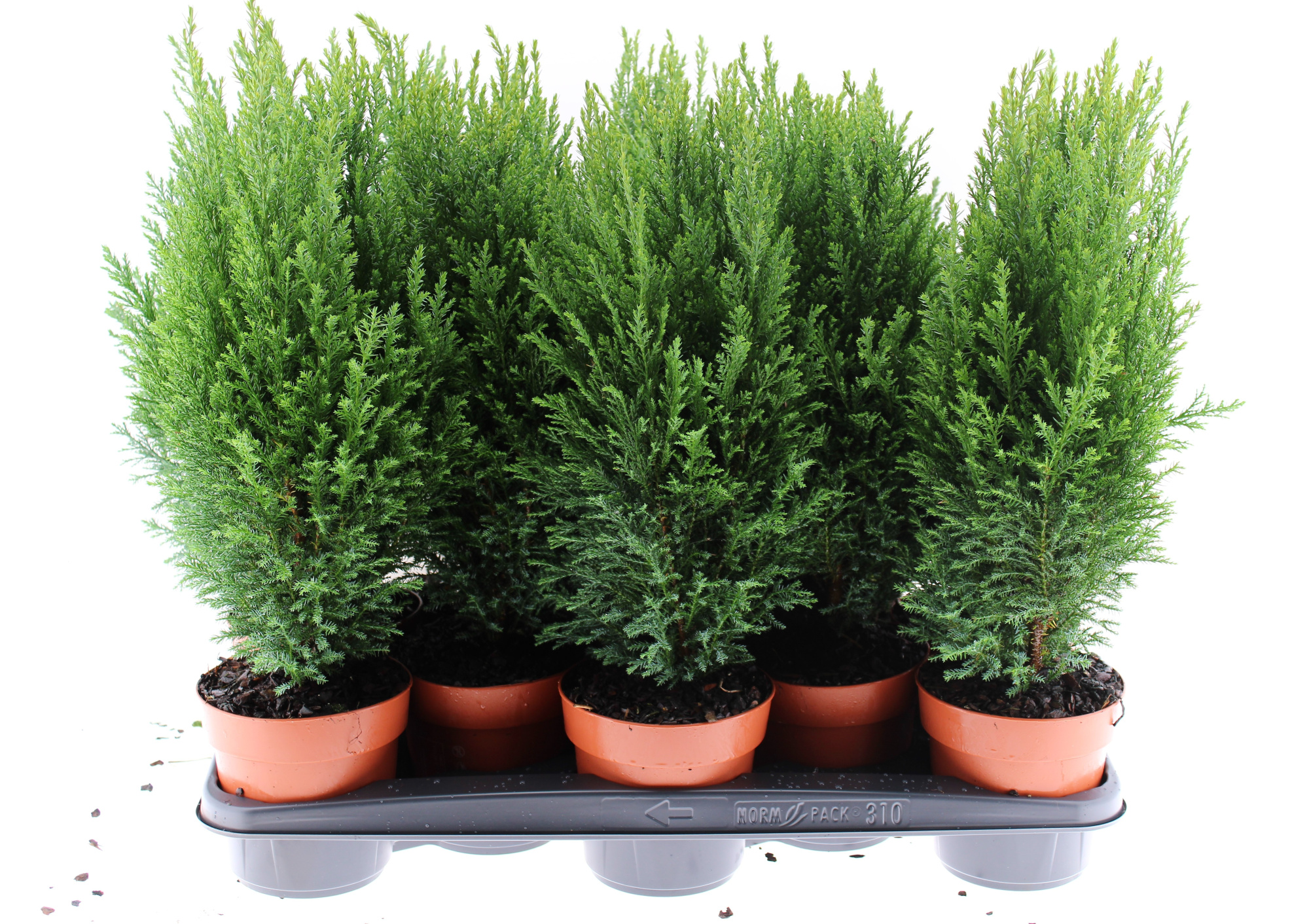 C13Ellw 10 gaats, D 13 cm