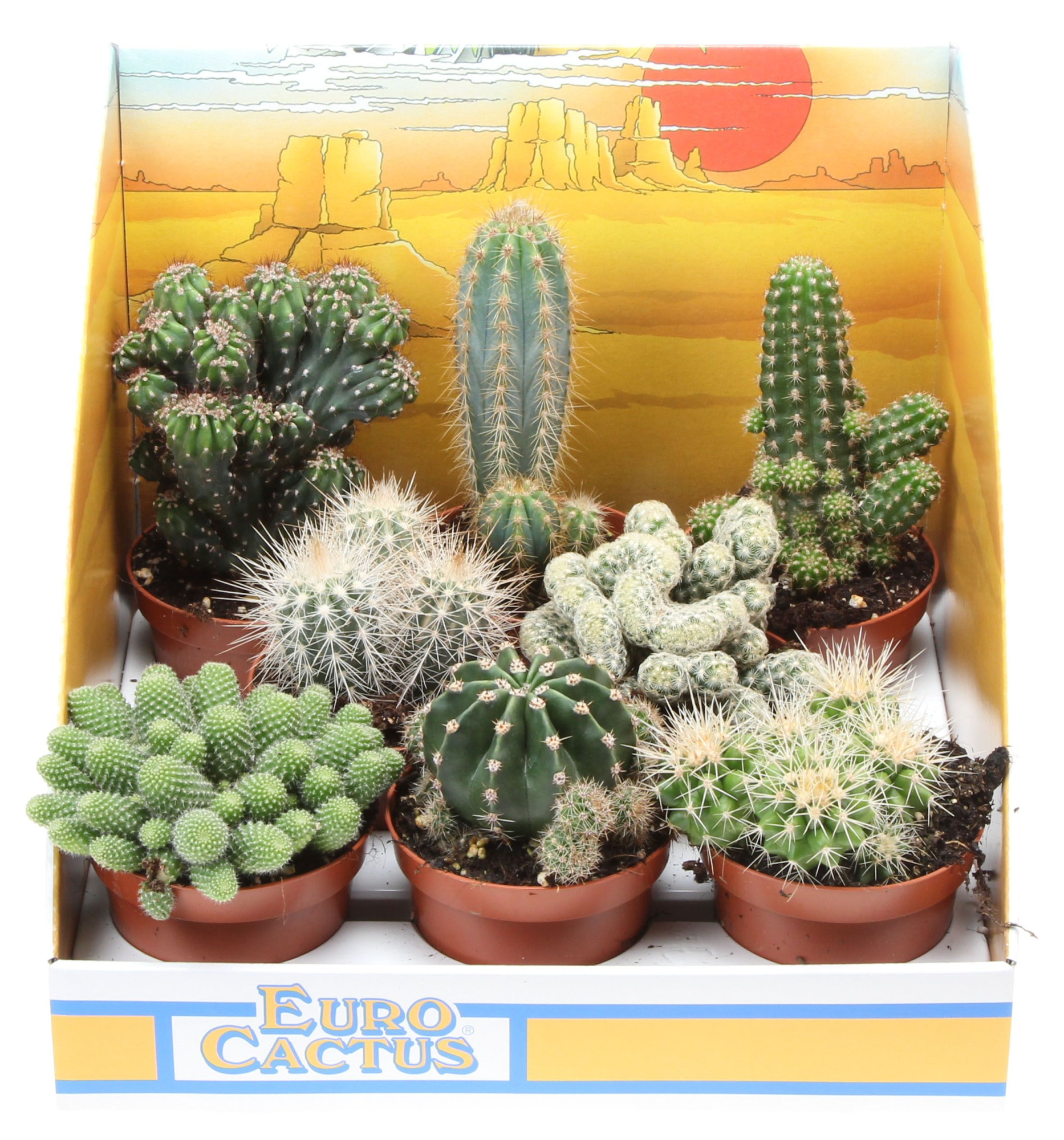 Cactus mix in showdoos, D 8,5 cm
