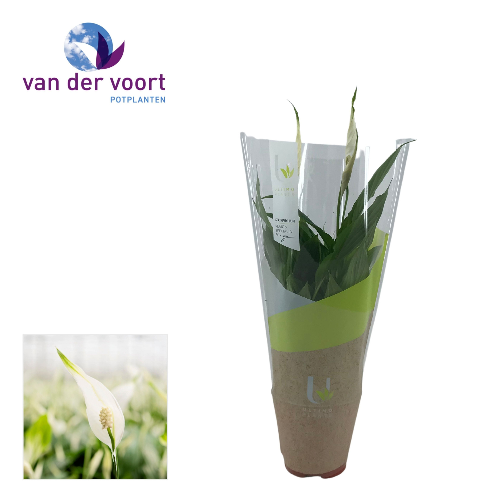 Spathiphyllum 12 cm Torelli Ultimo, D 12