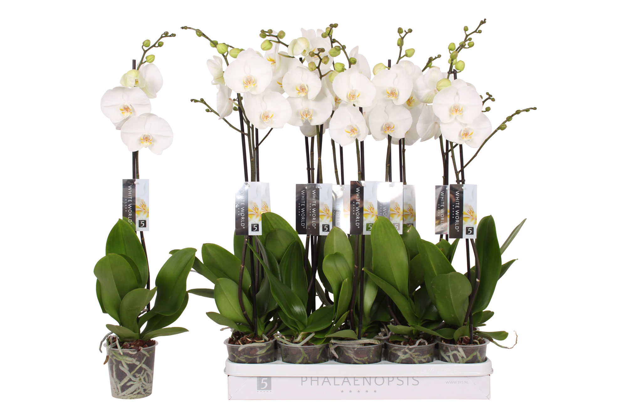 Phalaenopsis White World, 1-spike 9+, D 12 cm