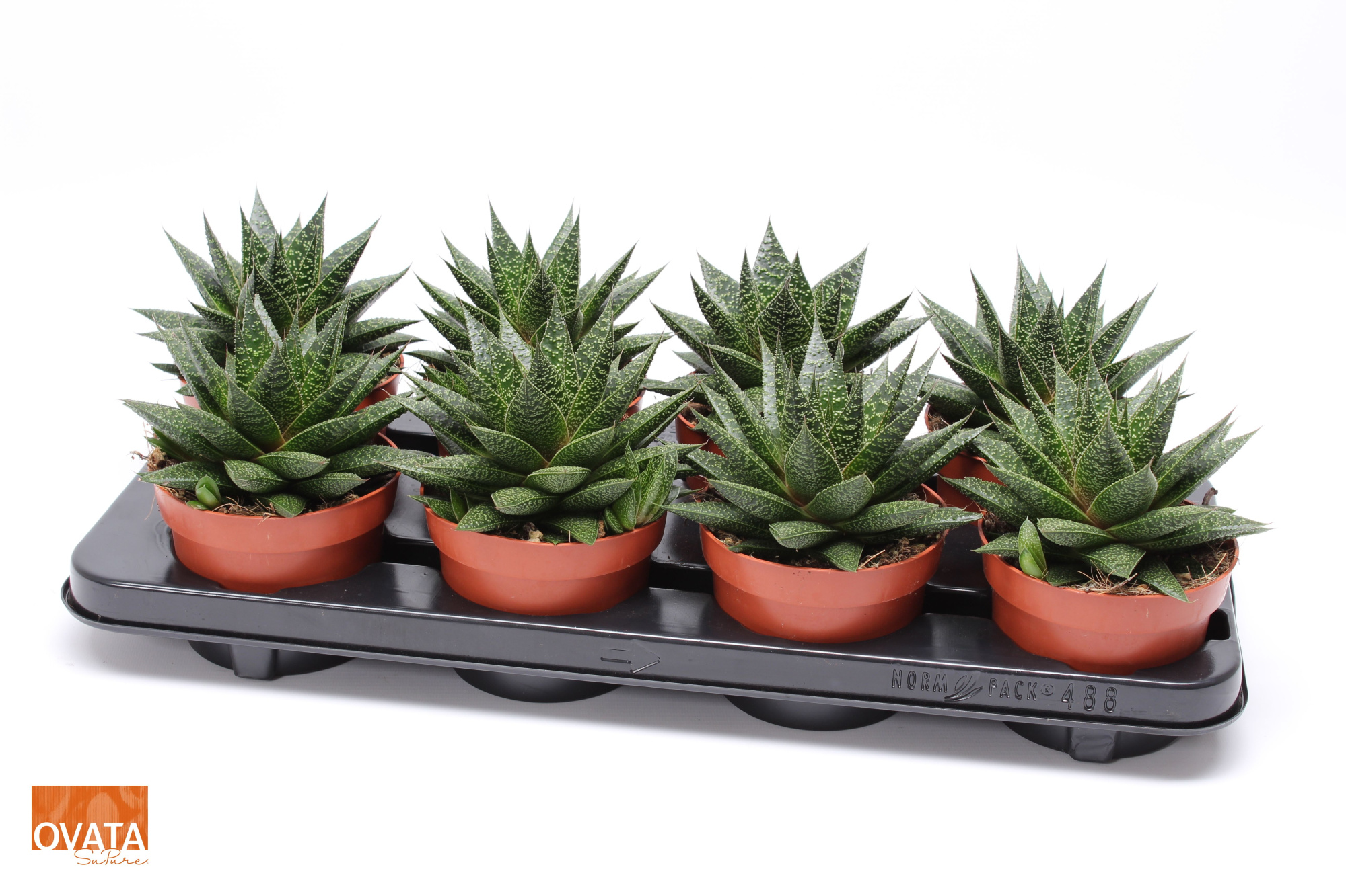 Gasteria noa 12 ROCKS, D 12 cm
