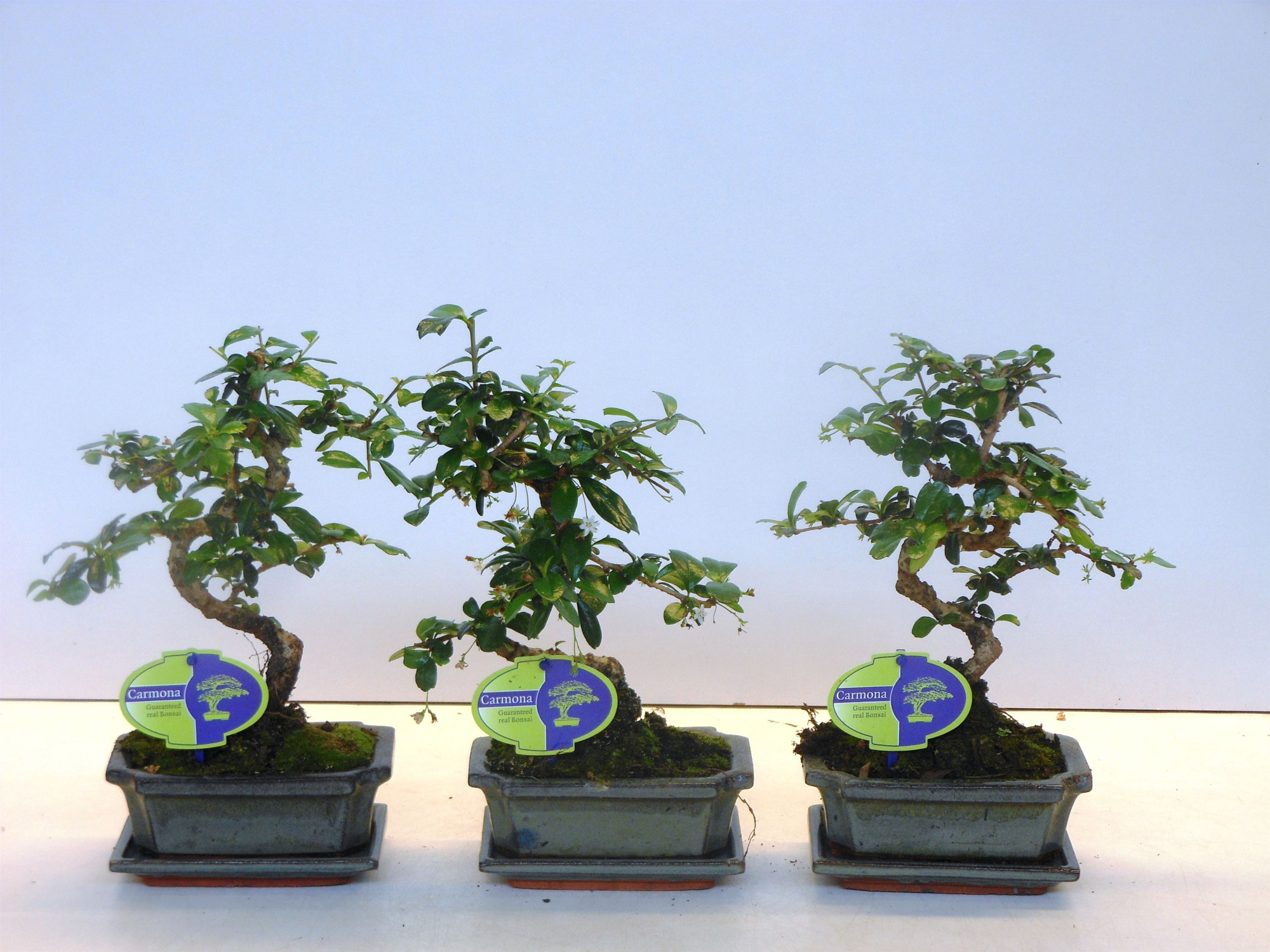 Carmona macrophylla, 15cm., shape, with drip tray, D 15