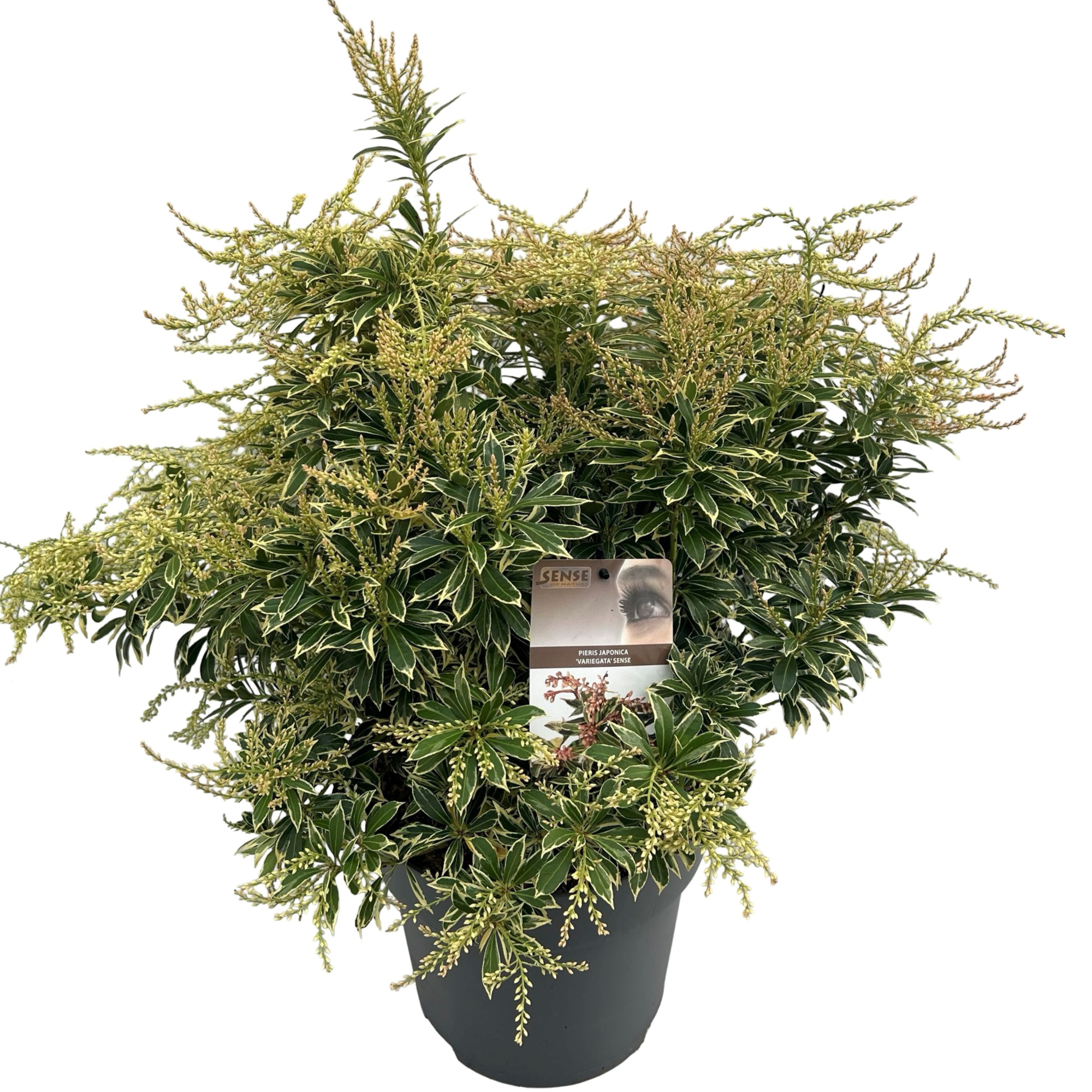 Pieris jap. 'Variegata' sense, D 27