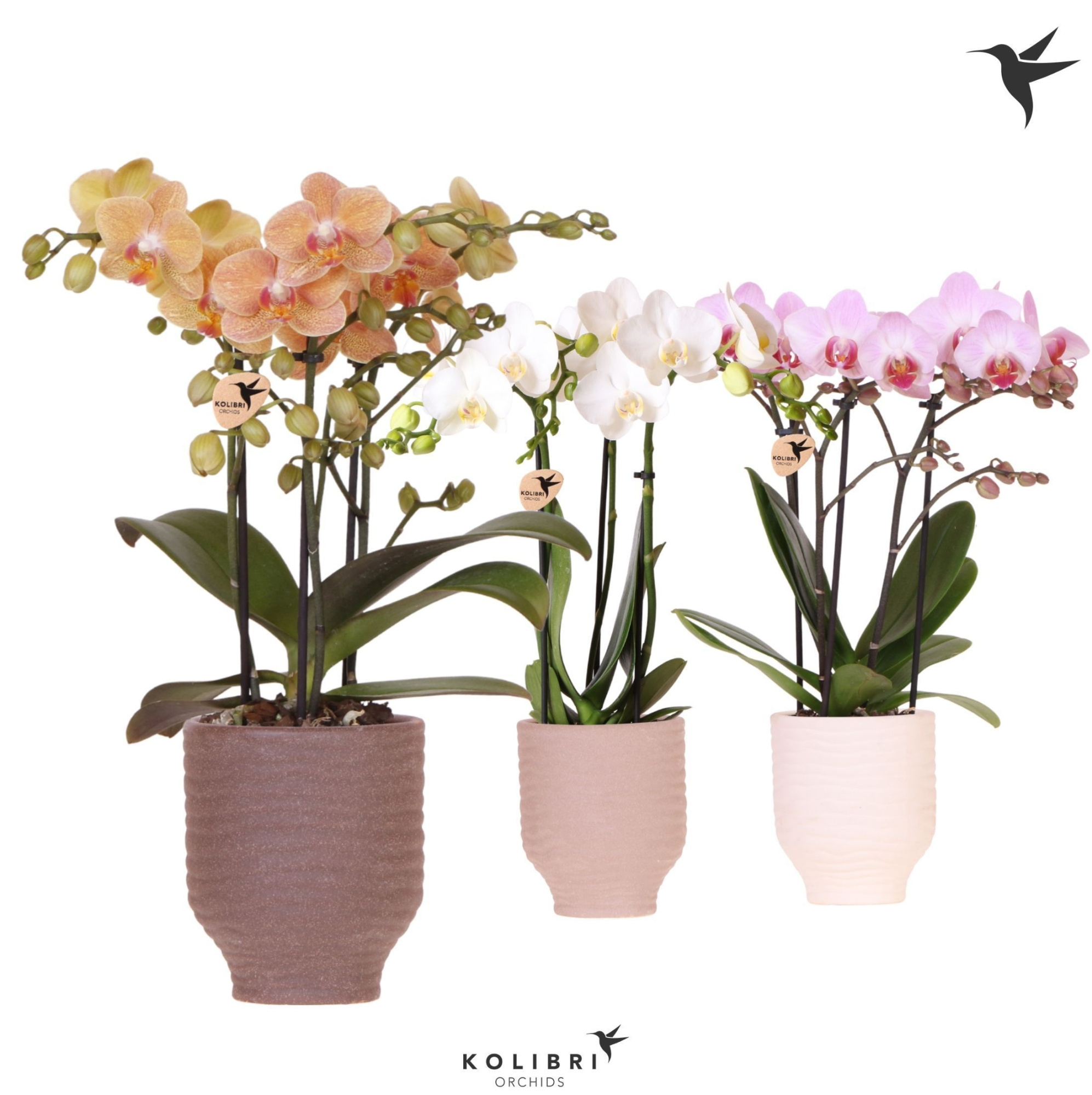 Kolibri Orchids Phalaenopsis mix 3 spike in Beach pot mix, D 9
