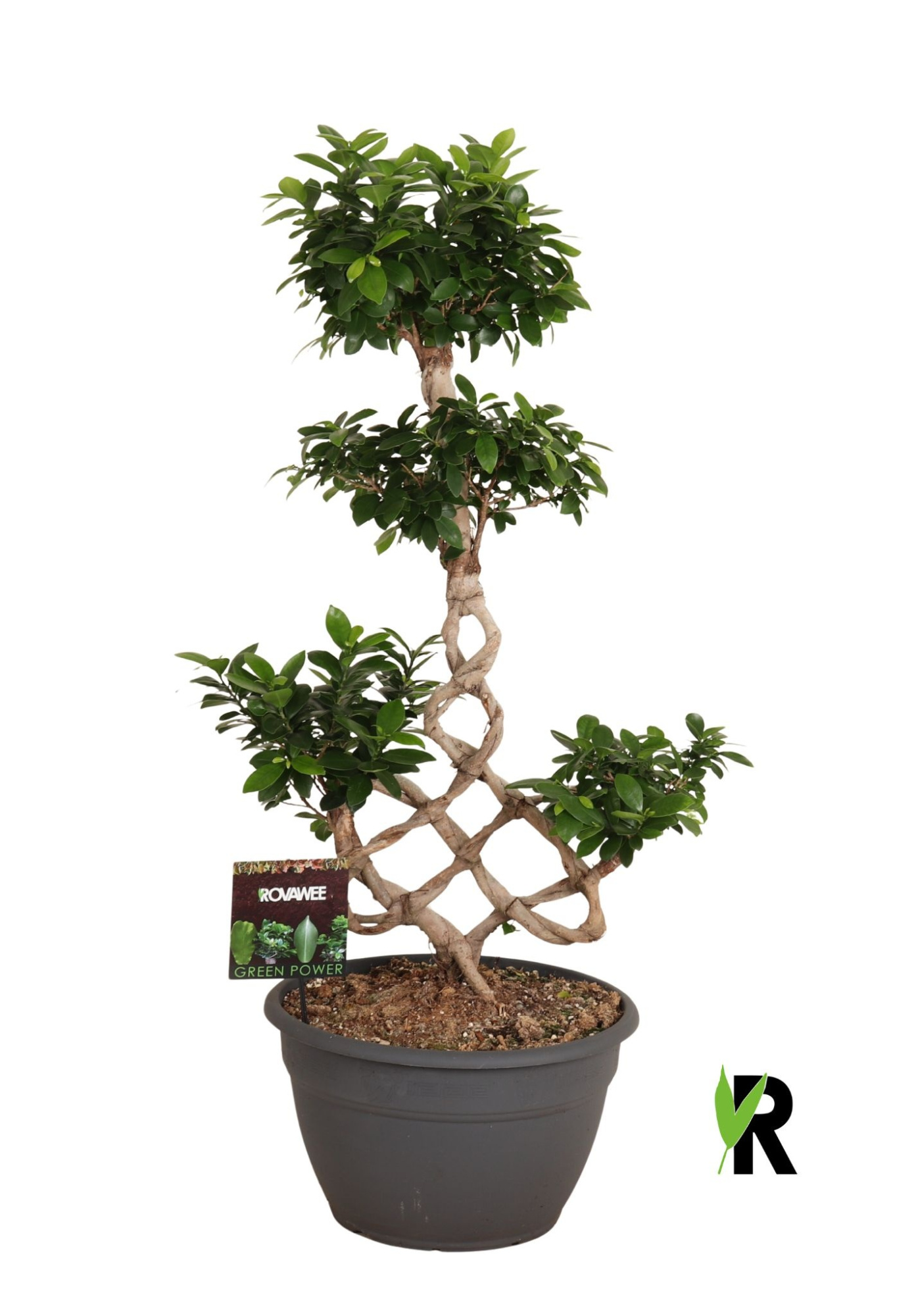 Ficus micr. chinese knot, D 35 cm