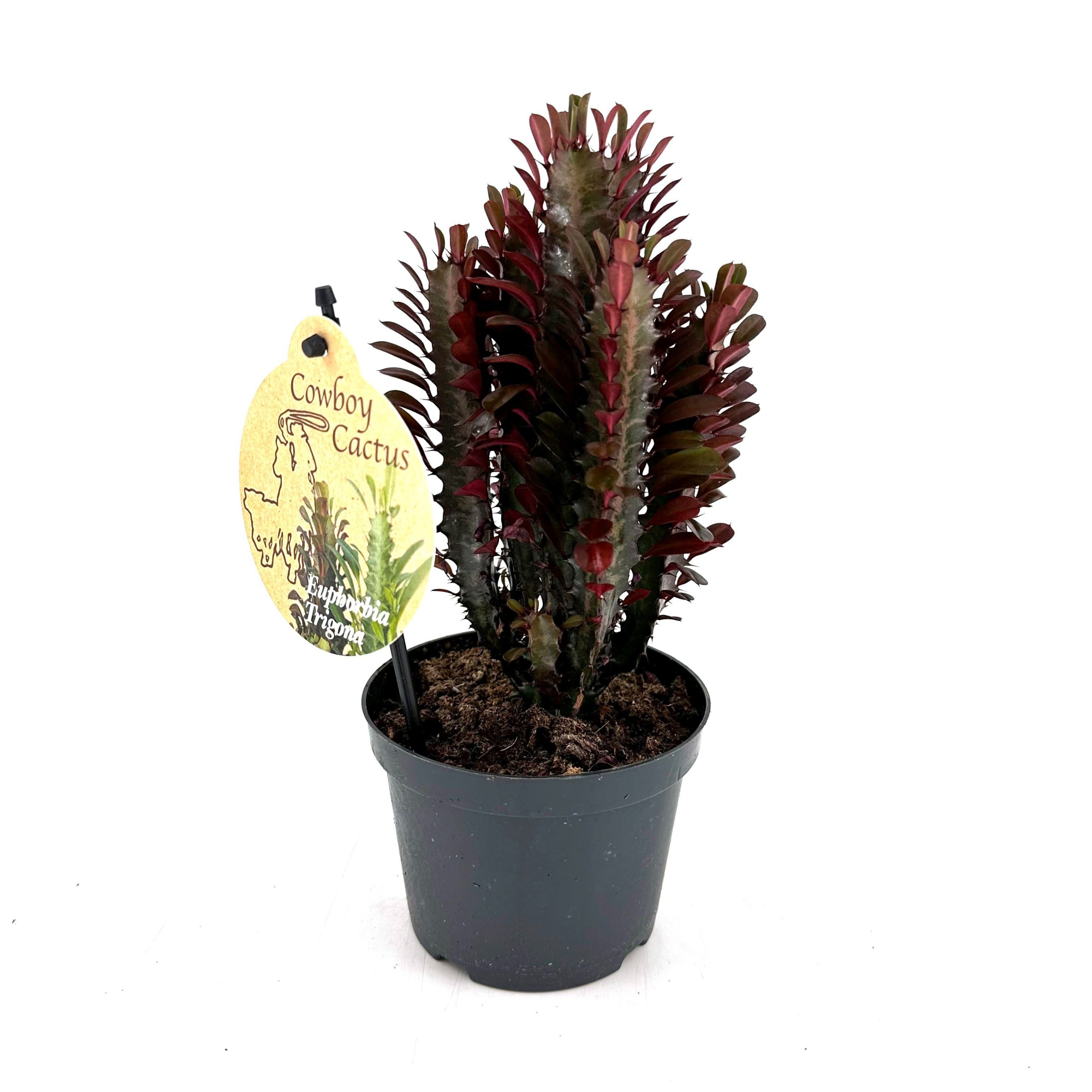 Euphorbia Trigona Red "bushy", D 12 cm