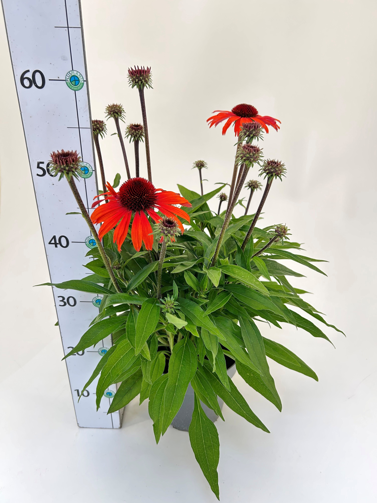 Echinacea Meristem 'Sunmagic Vintage Orange', D 19