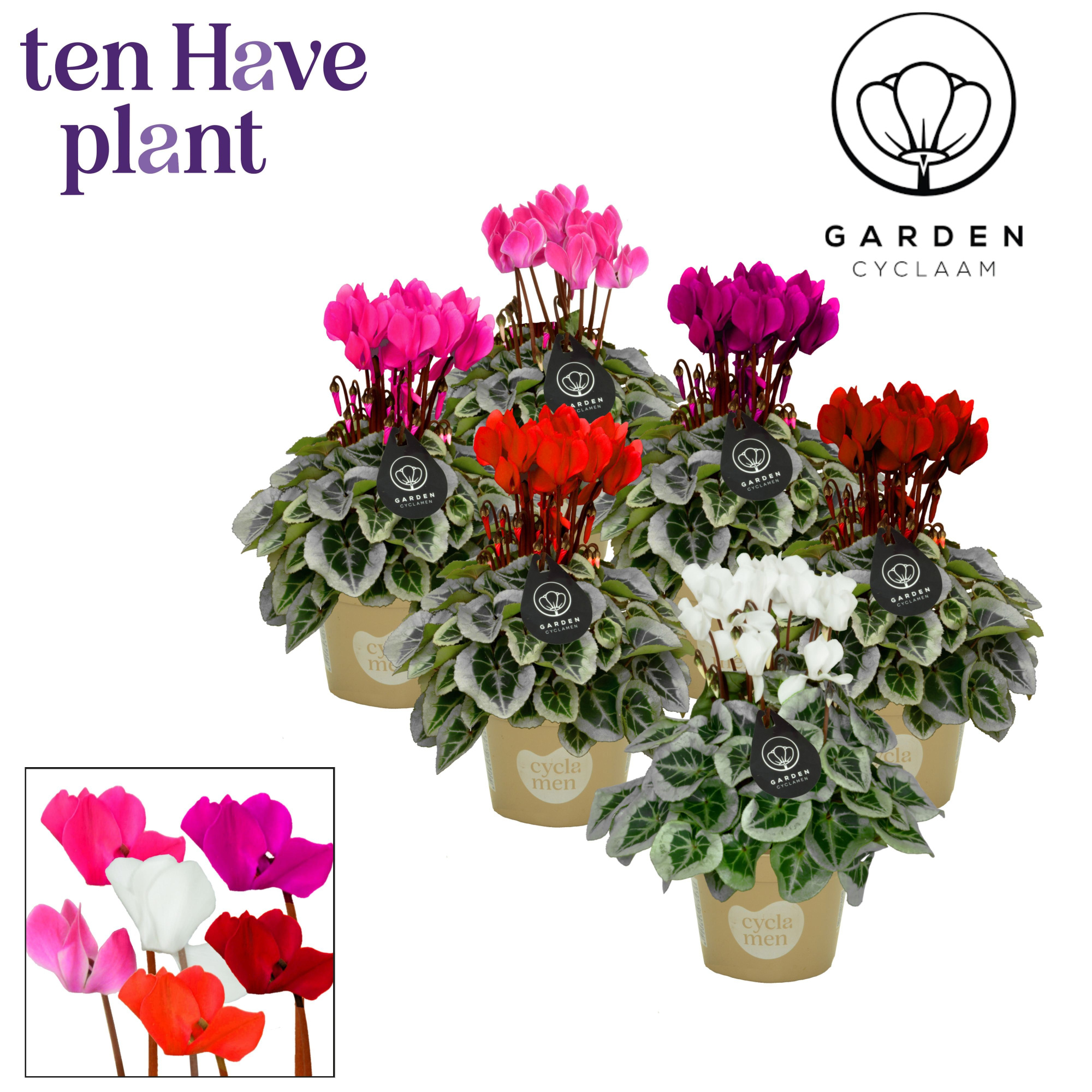 Cyclamen SS Picasso Garden Mix, D 11 cm