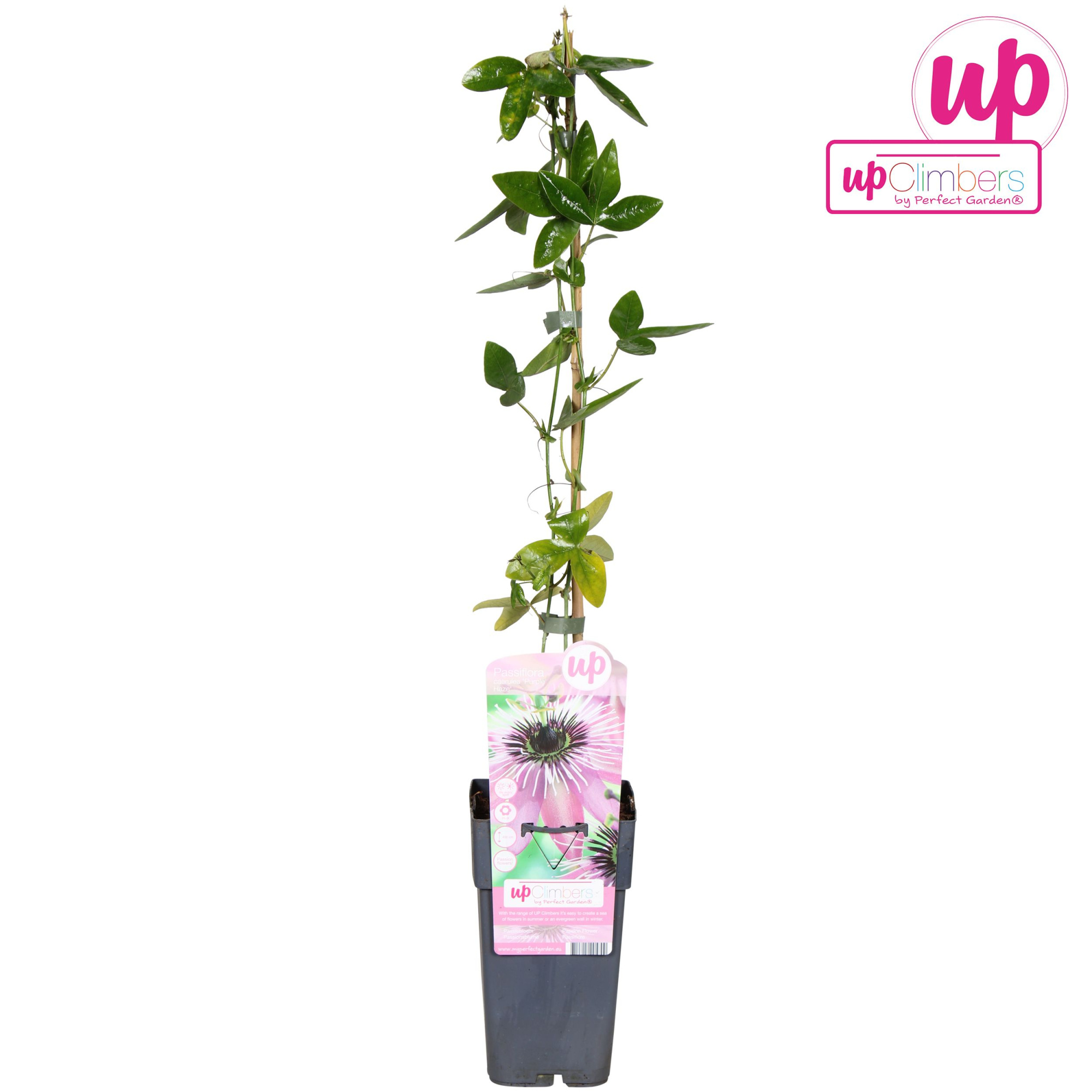 Passiflora Purple Haze P15, D 15 cm