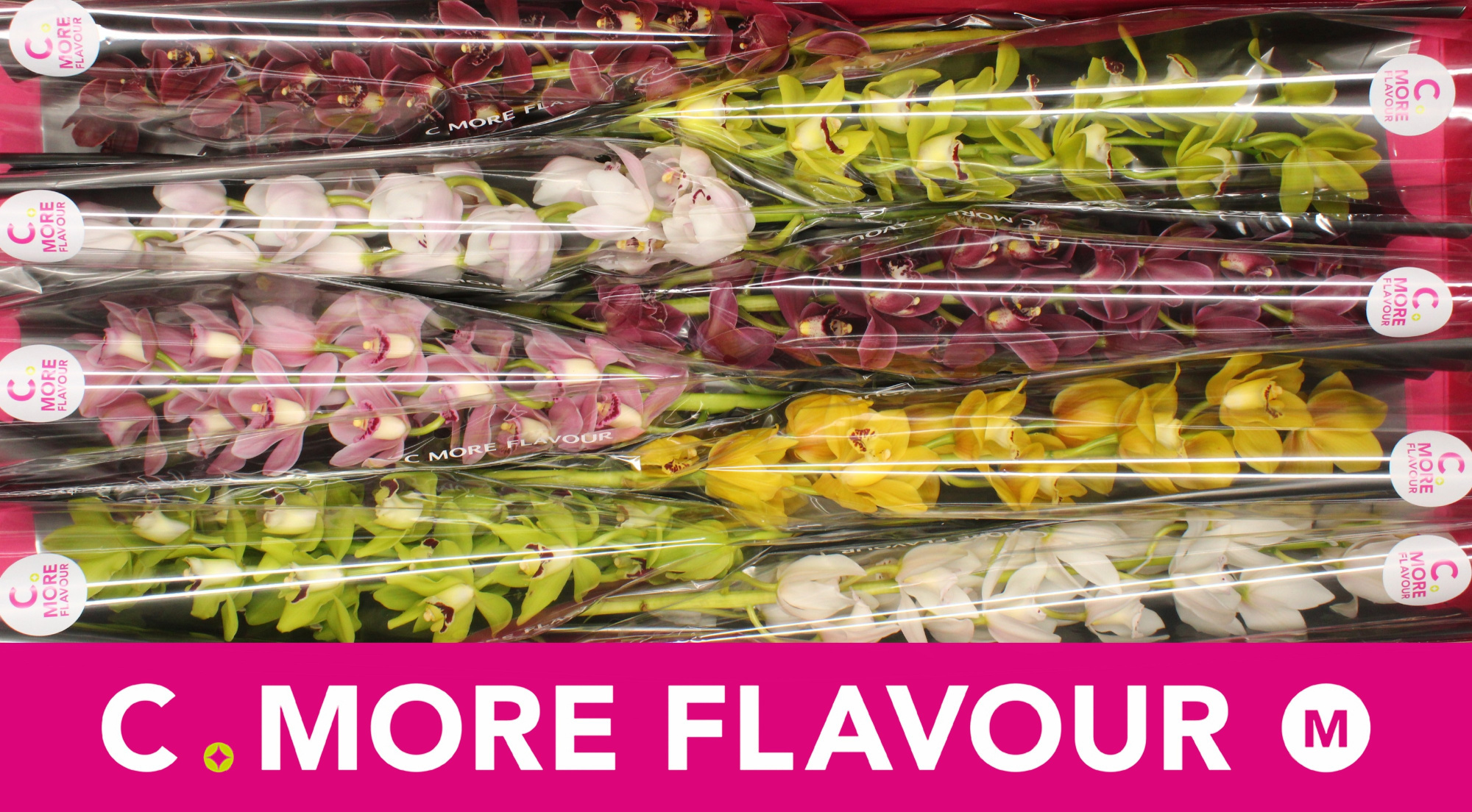 Цимбидиум мини Микс x8 70, шт.