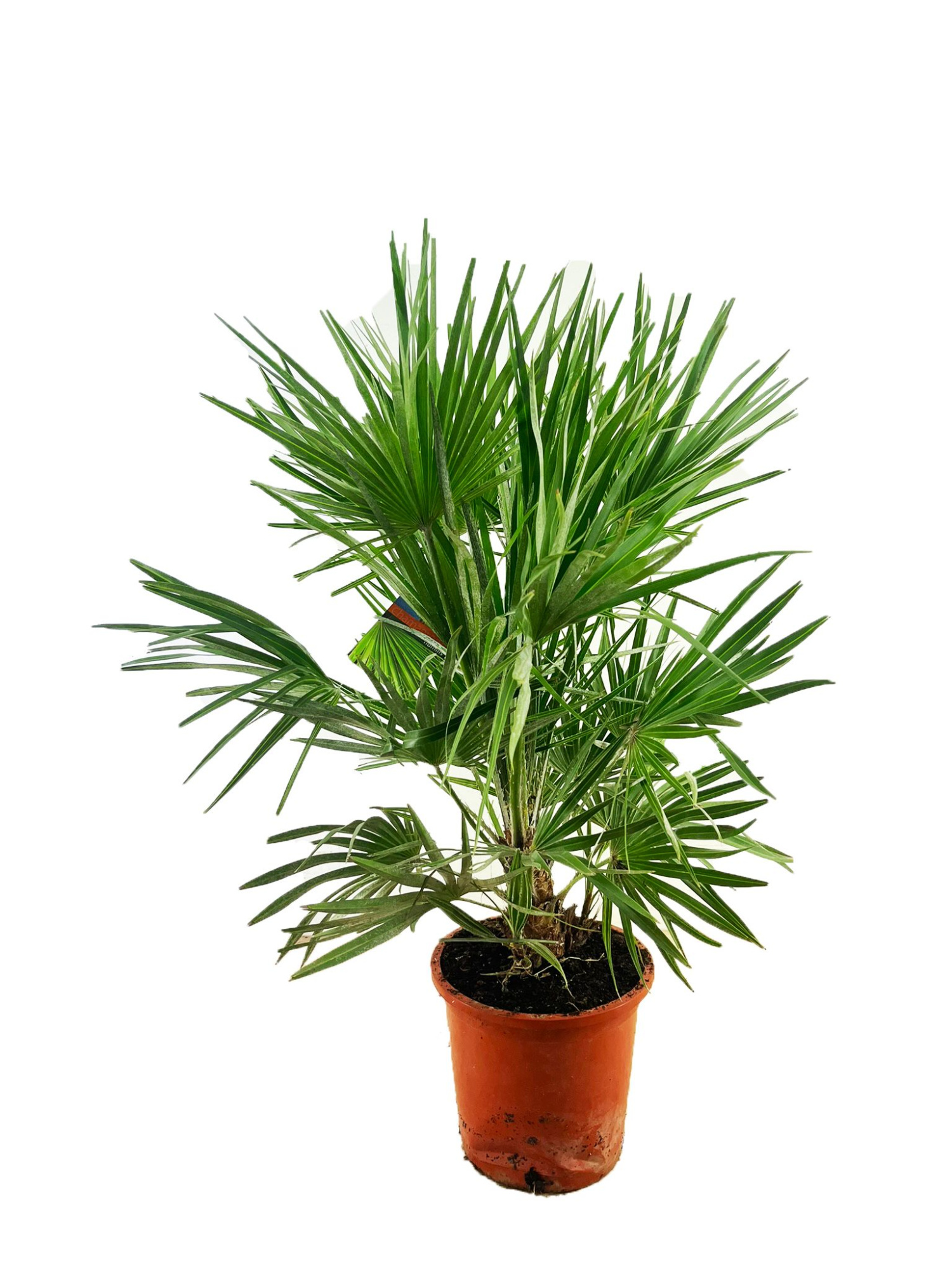 Chamaerops humilis, D 27 cm