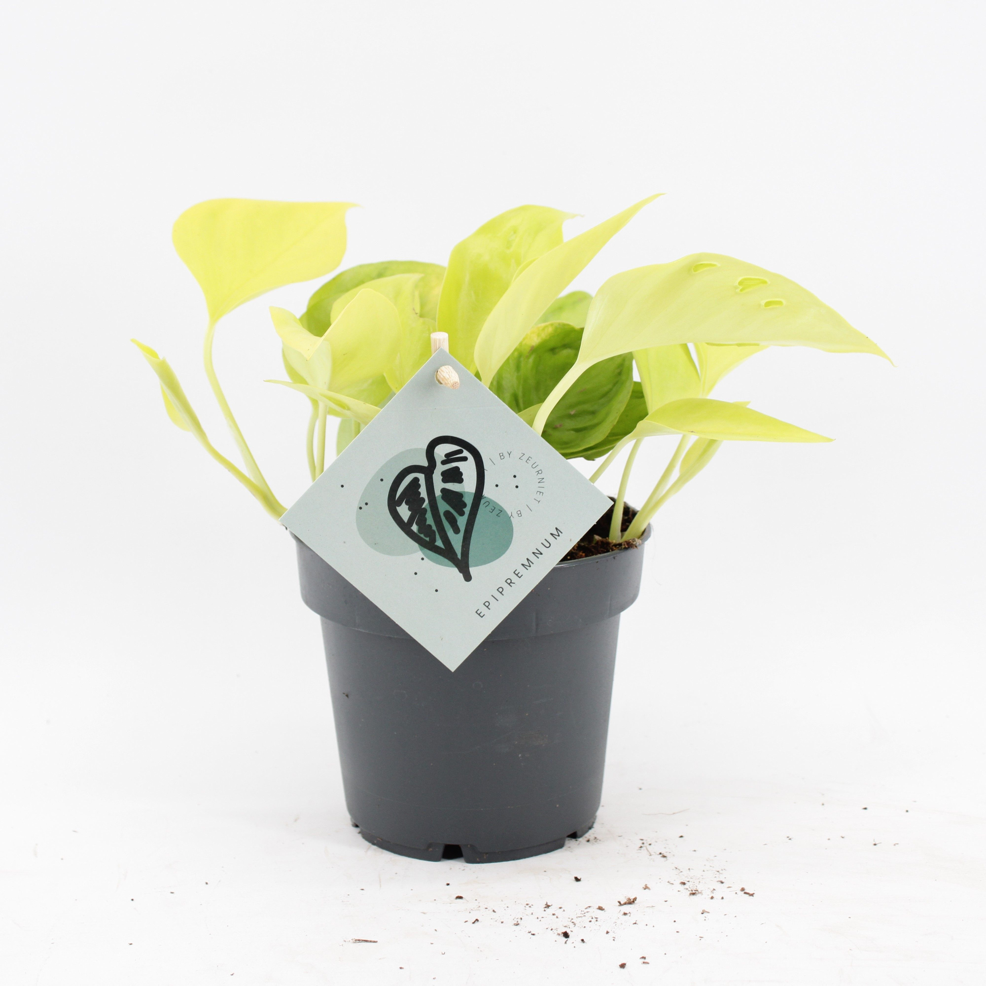 Epipremnum Champs Élysées, D 12