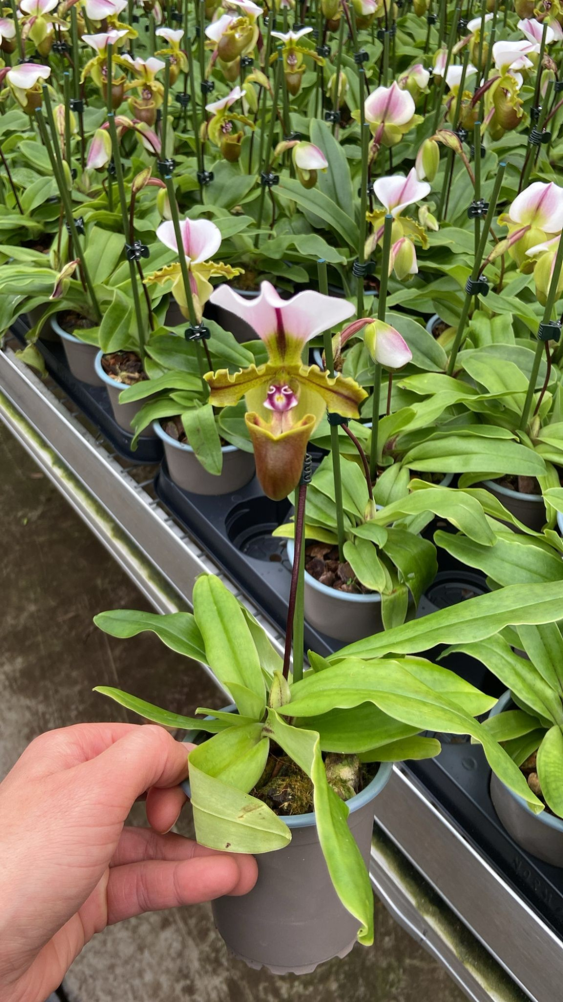 Paphiopdilum, D 9 cm