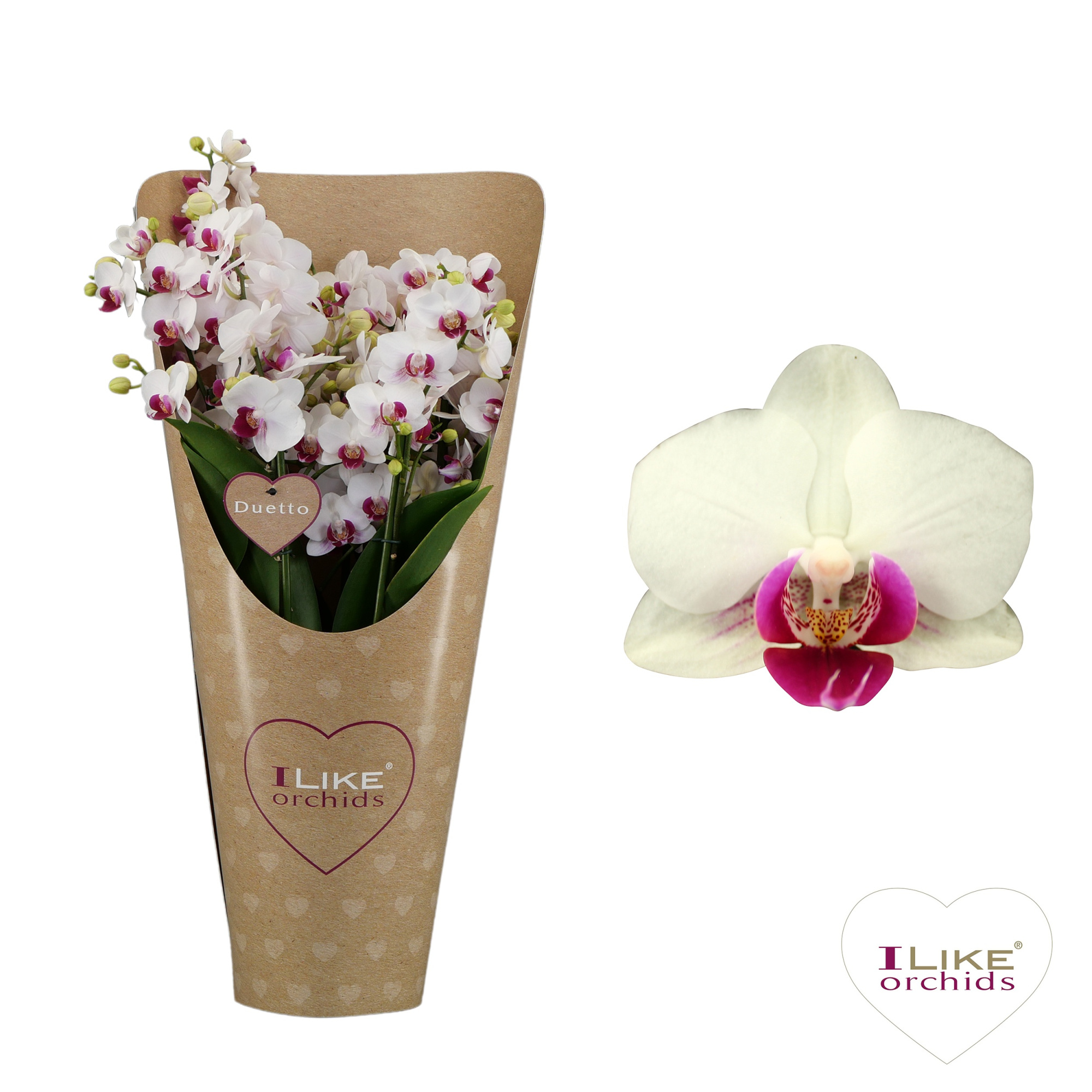 Duetto Multi - Safe Haven 90+ in draagcover, D 17 cm