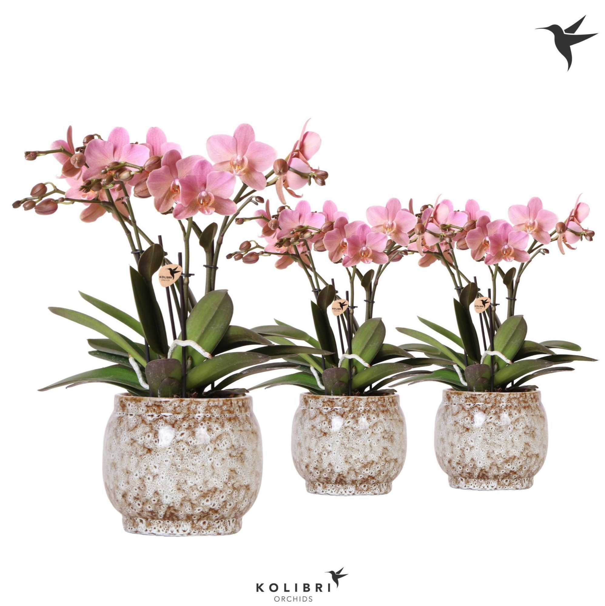 Kolibri Orchids Phalaenopsis Trevisso 4 spike in Safari pot, D 12 cm