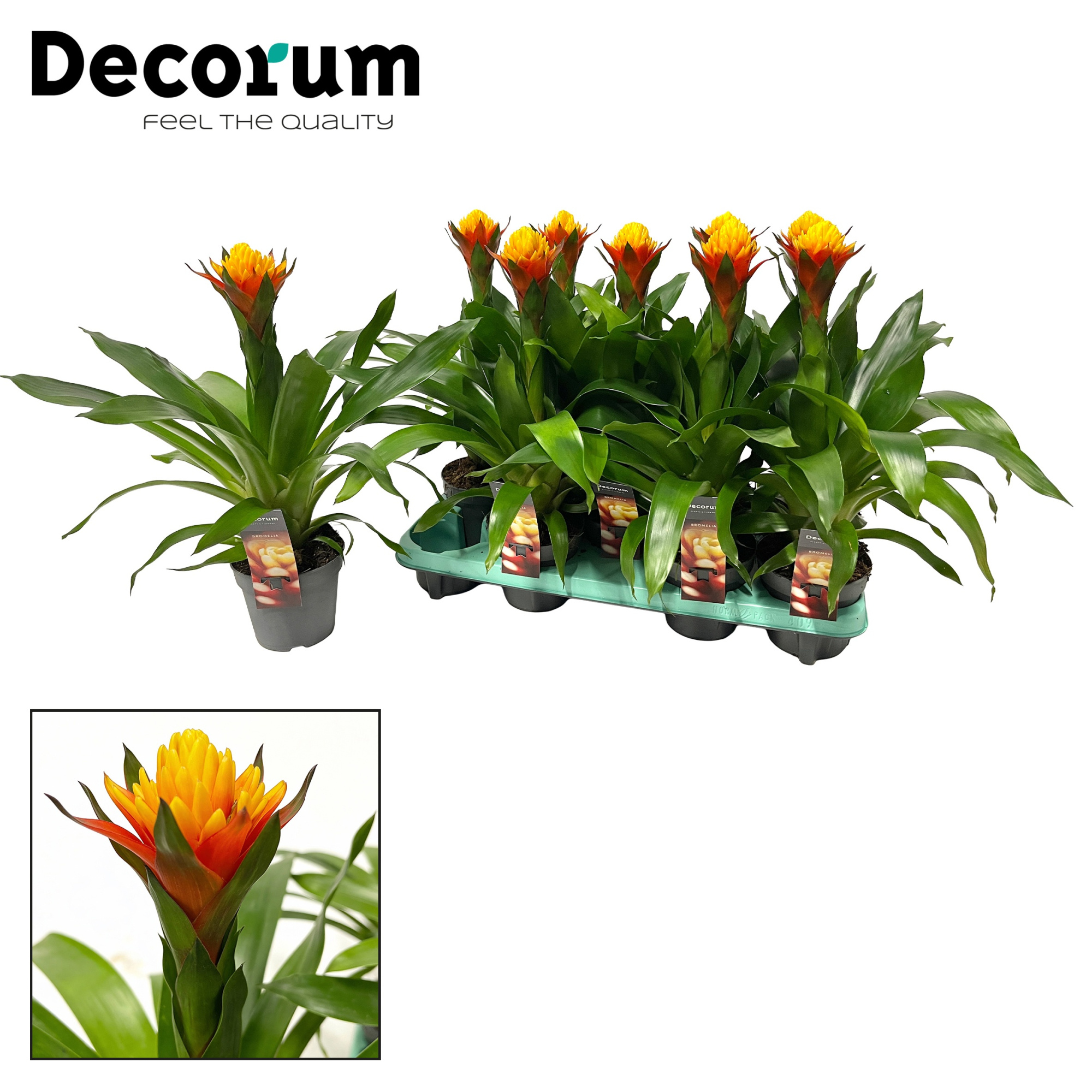 Guzmania Yeltix NEW (Decorum), D 13