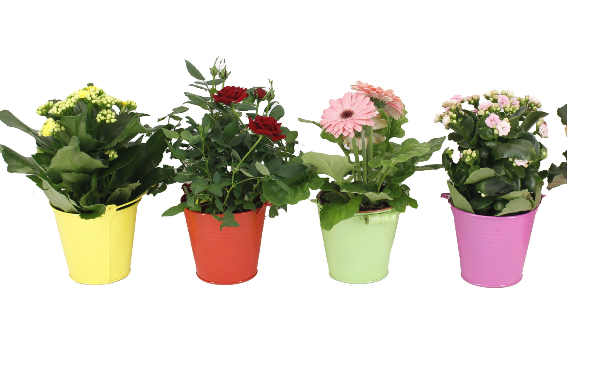 Bloeimix Zinken Emmer, D 12 cm