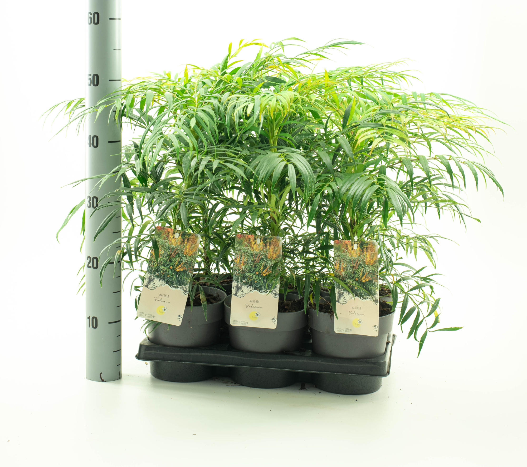 Mahonia eur. 'Volcano', D 15 cm