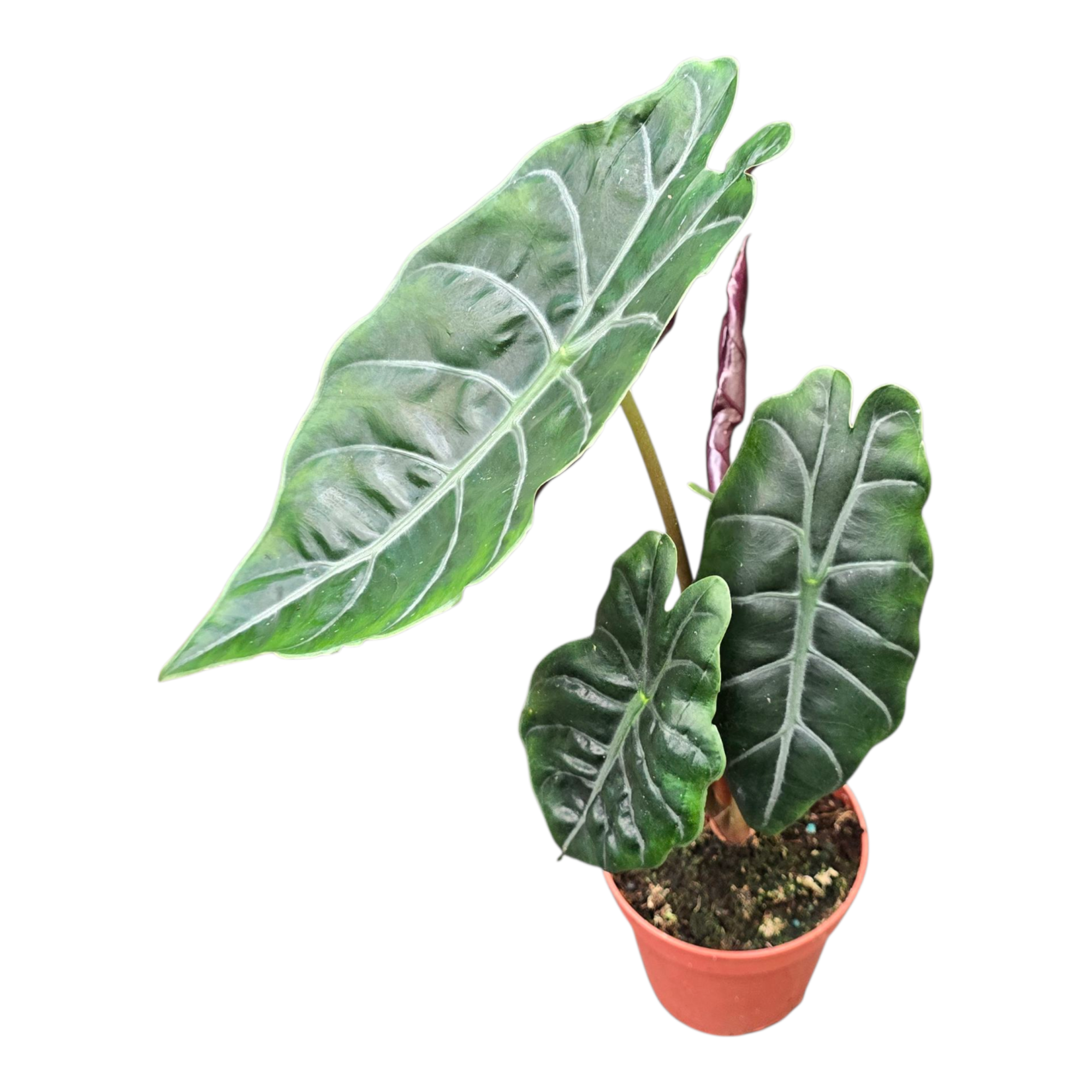 Alocasia Chantrieri, D 12 cm