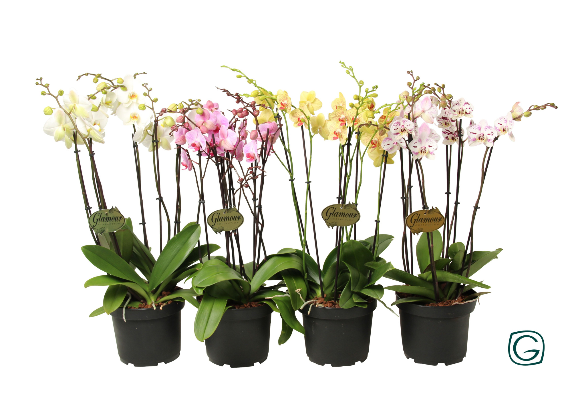 Phalaenopsis XXL 6 tk mix P23, D 23 cm