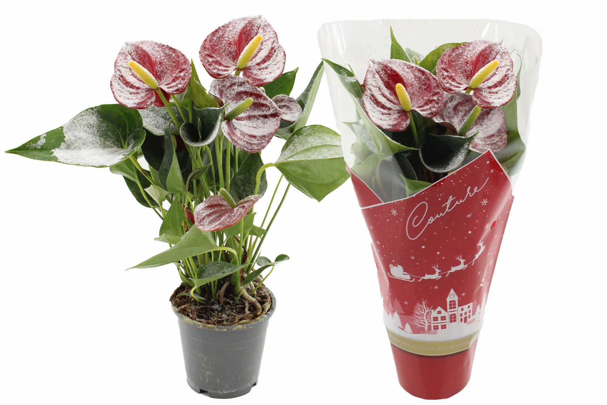 Anthurium 12 cm Make-Upz Success Red Snow in Couture Christmas sleeve, D 12