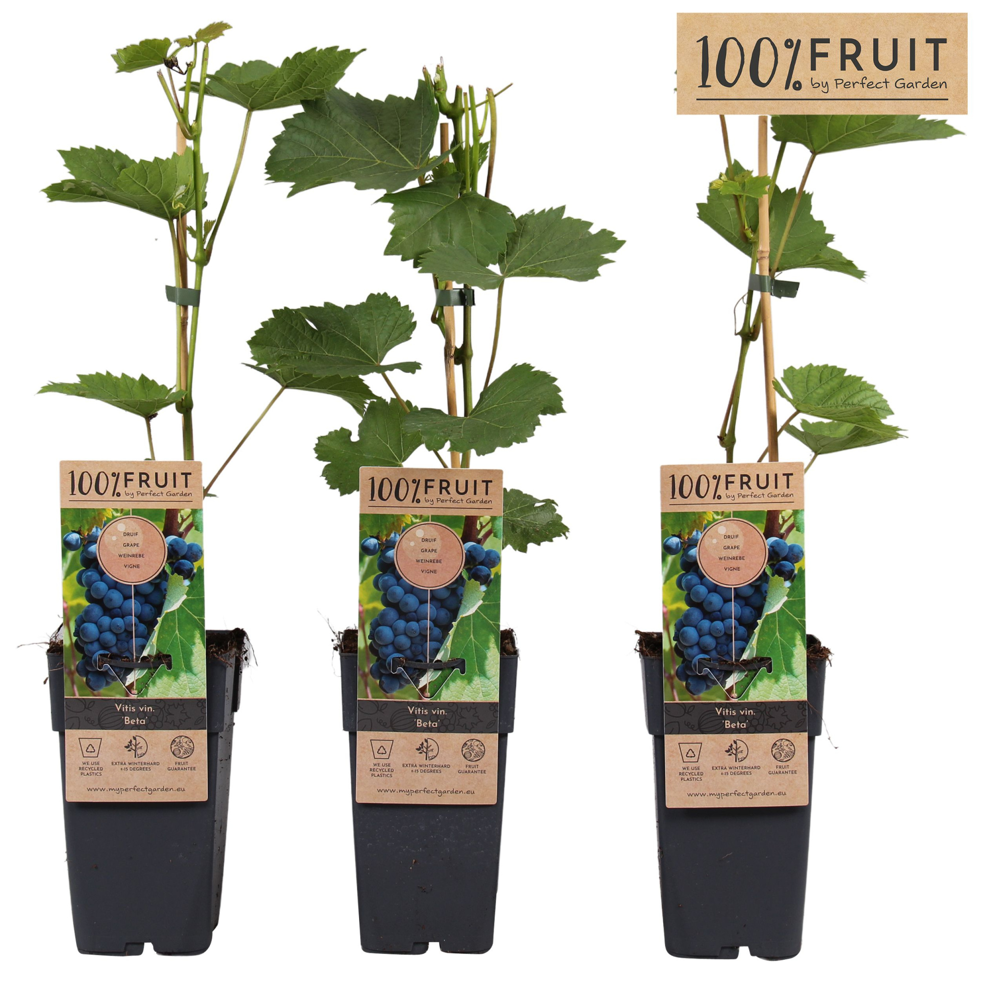 Vitis Beta P15, D 15 cm