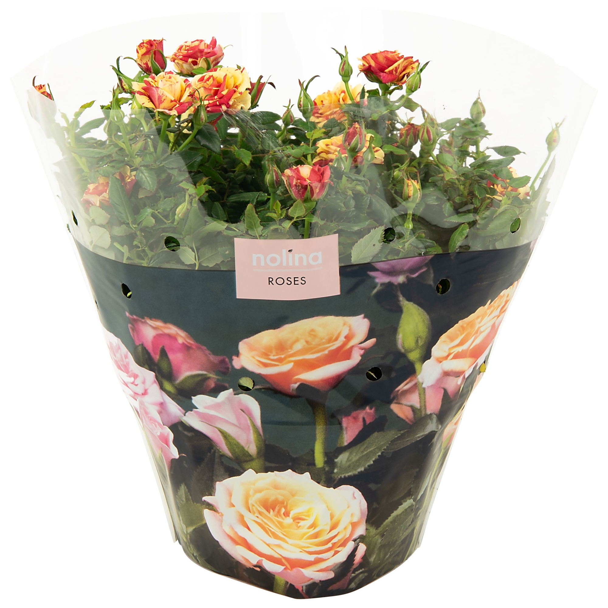 Nolina Roses Excellent Bowl Ø 23 cm. Liss, D 23
