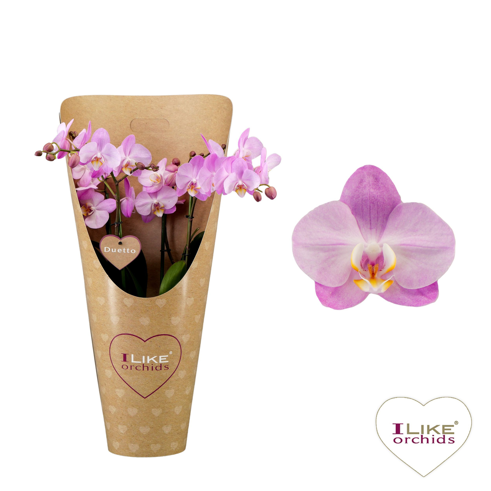 Duetto Multi - Wanderlust 60+ in draagcover, D 17 cm