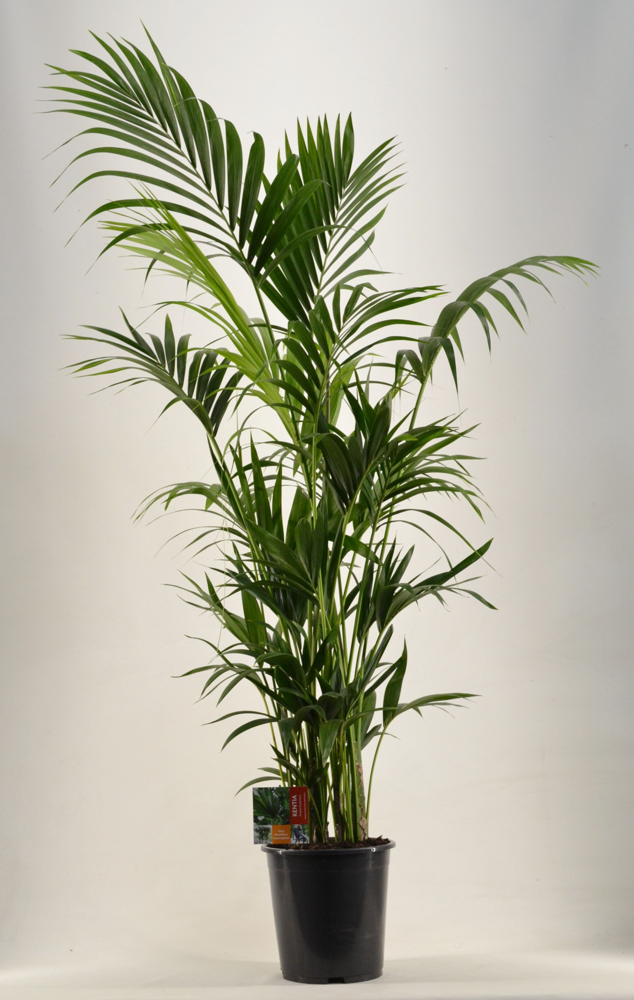 KENTIA - P27 H180 - 12PP (Howea forsteriana), D 27 cm