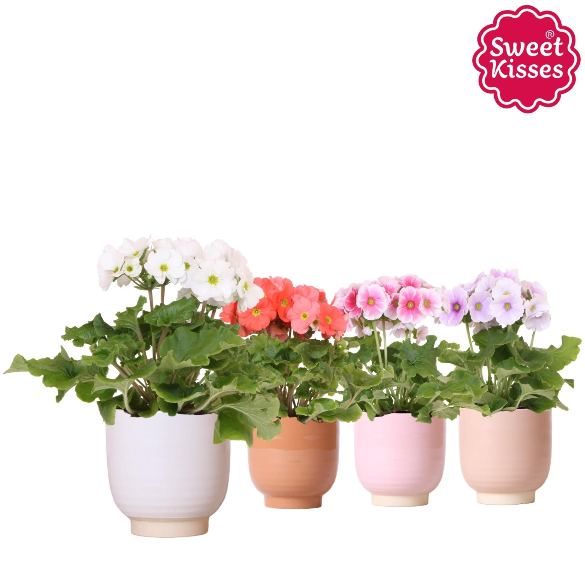 Primula Obconica Sweet Kisses mix in Glazed pot mix, D 12