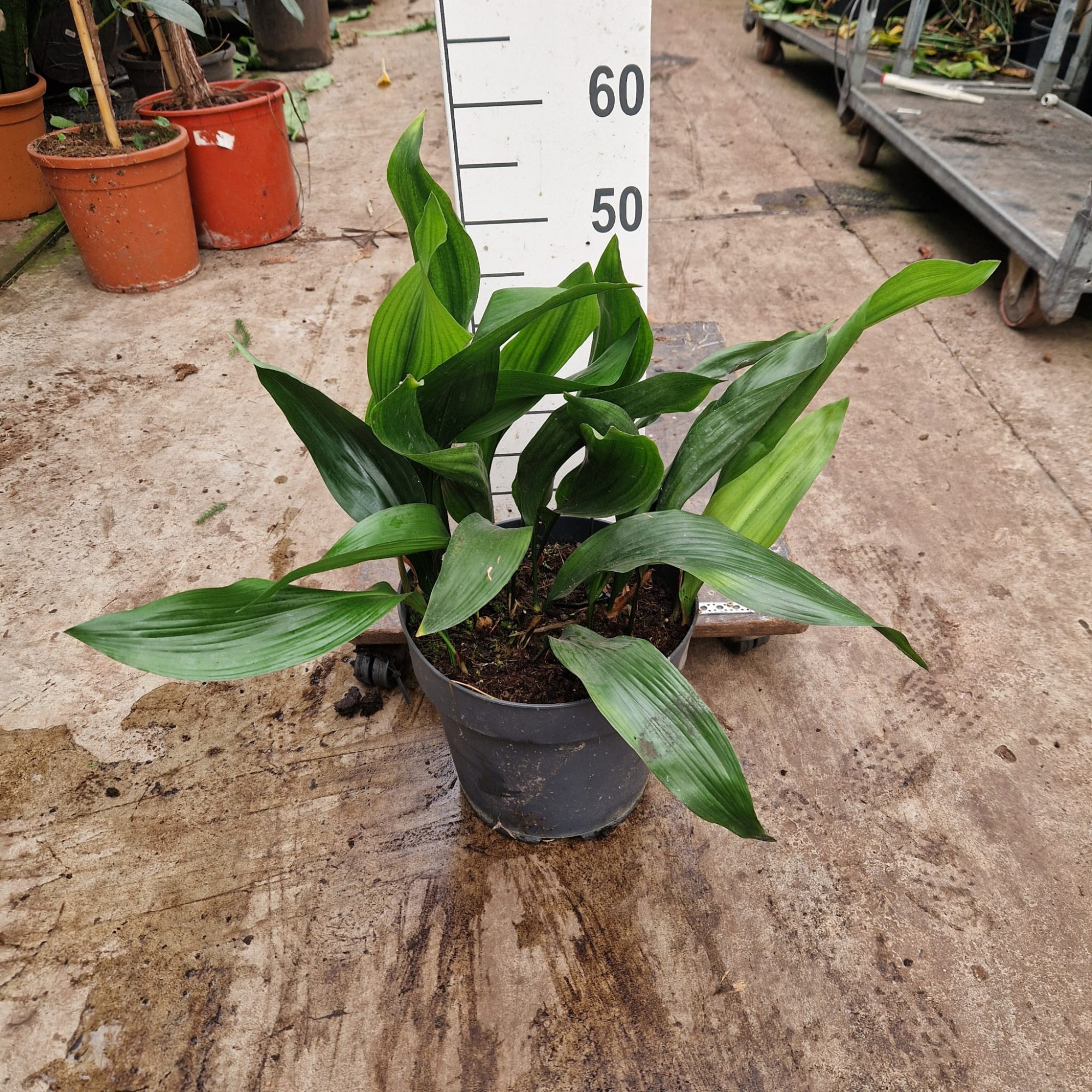 Aspidistra, D 27