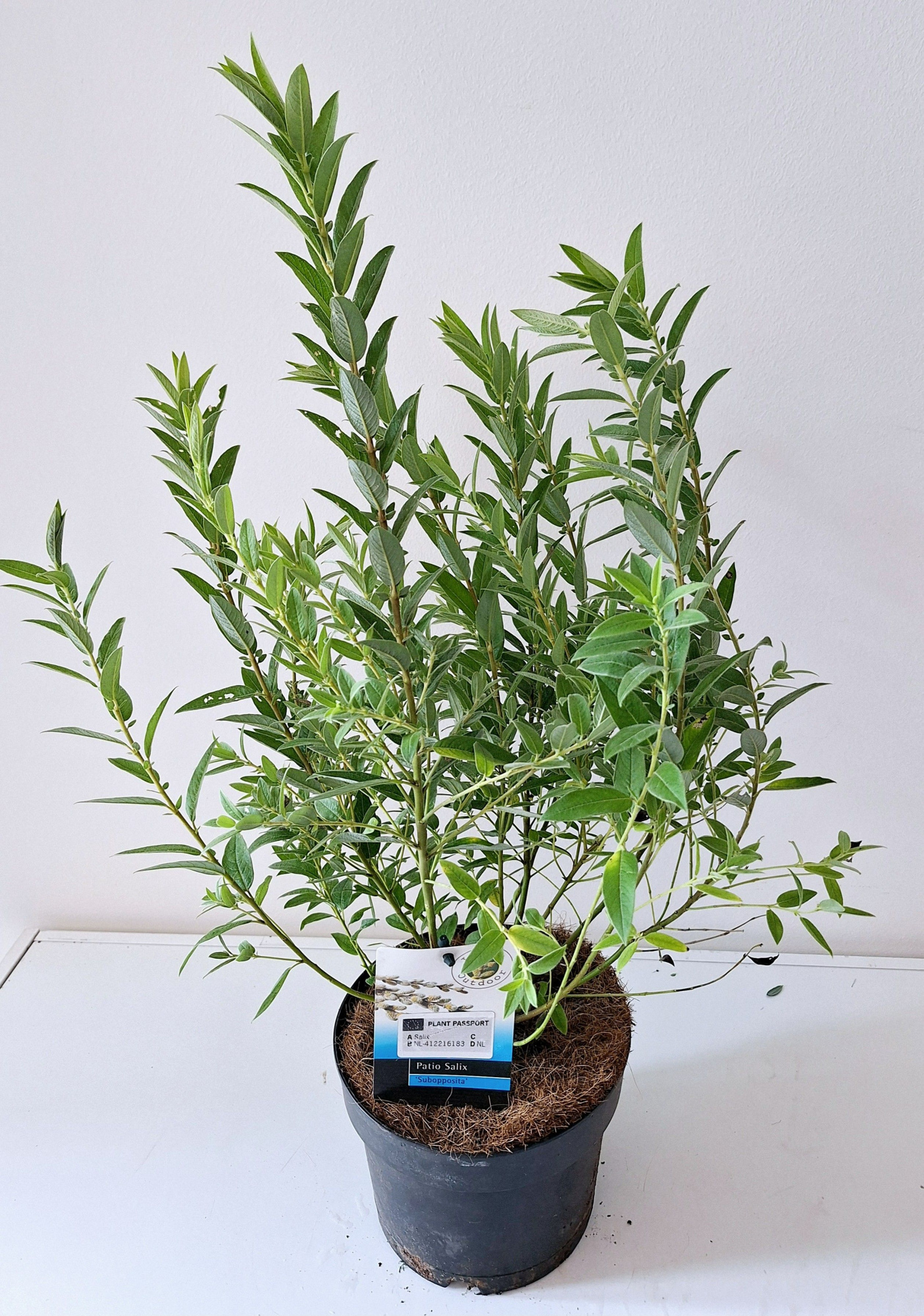 Salix mix p17 Mount Aso/Subopposita, D 17 cm