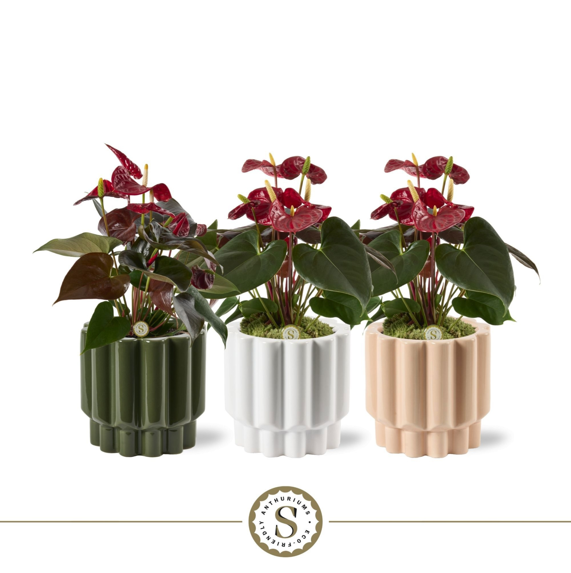 Monza Keramiek Coral, D 12