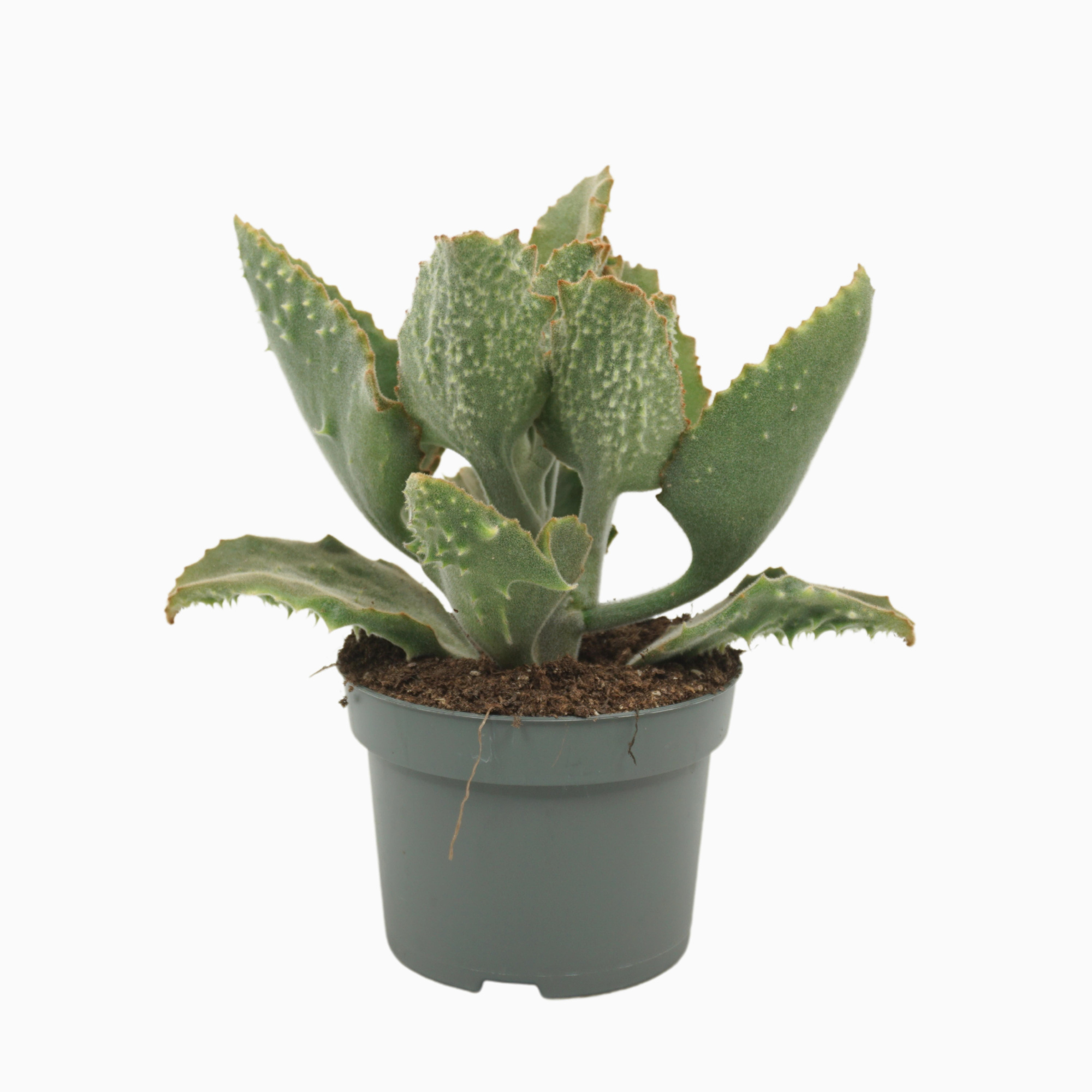 Kalanchoë beharensis 13 cm met hoes, D 13 cm