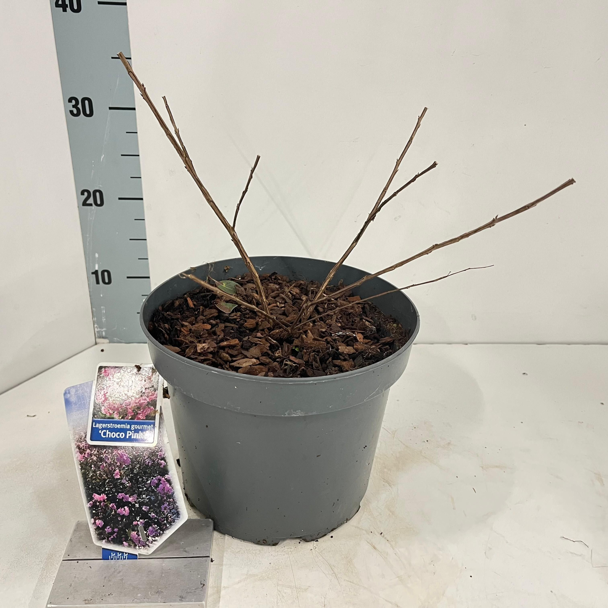 Lagerstroemia (h) Choco Pink ('Lagvap'PBR), D 23
