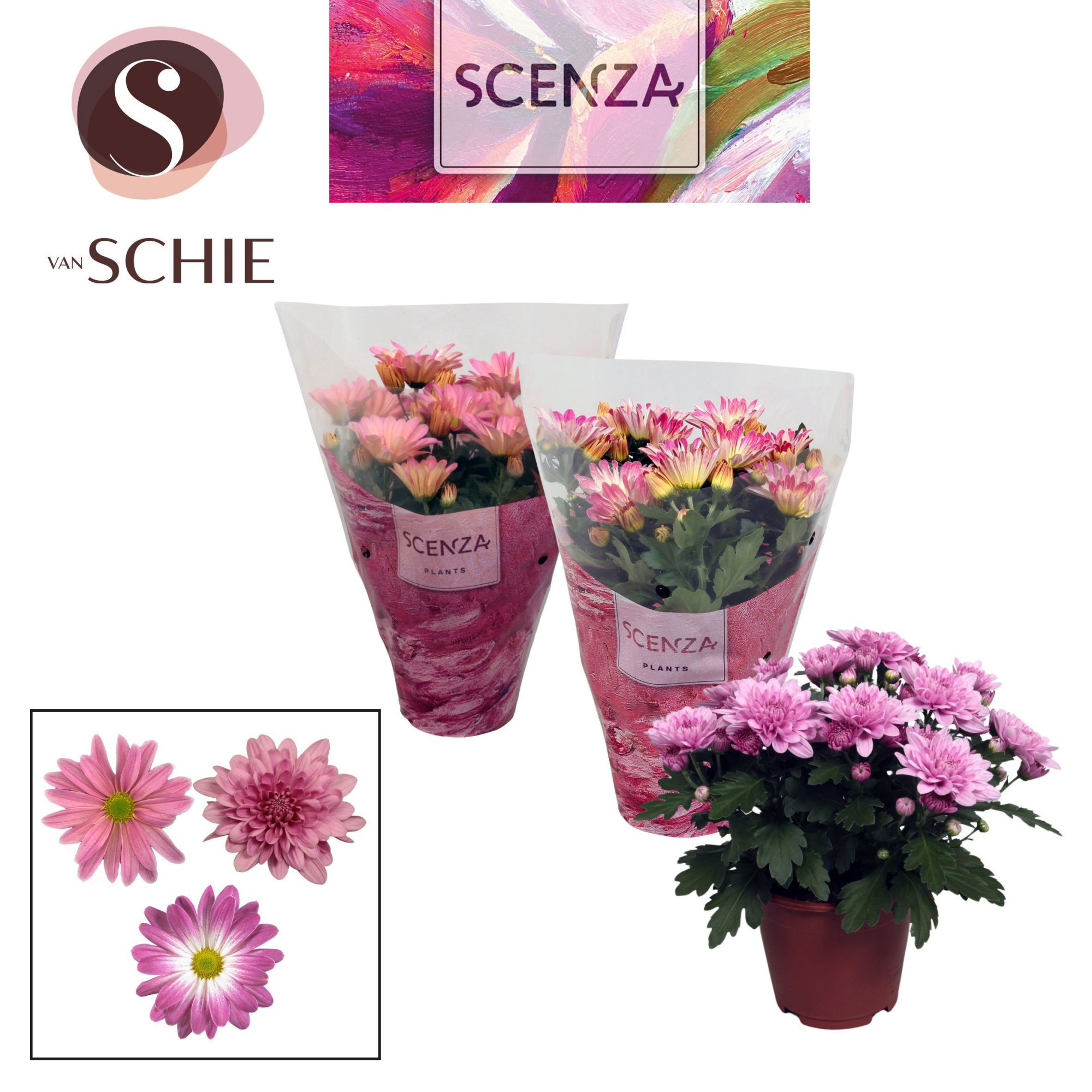 Chrysanne® Pink Mix SCENZA, D 13 cm