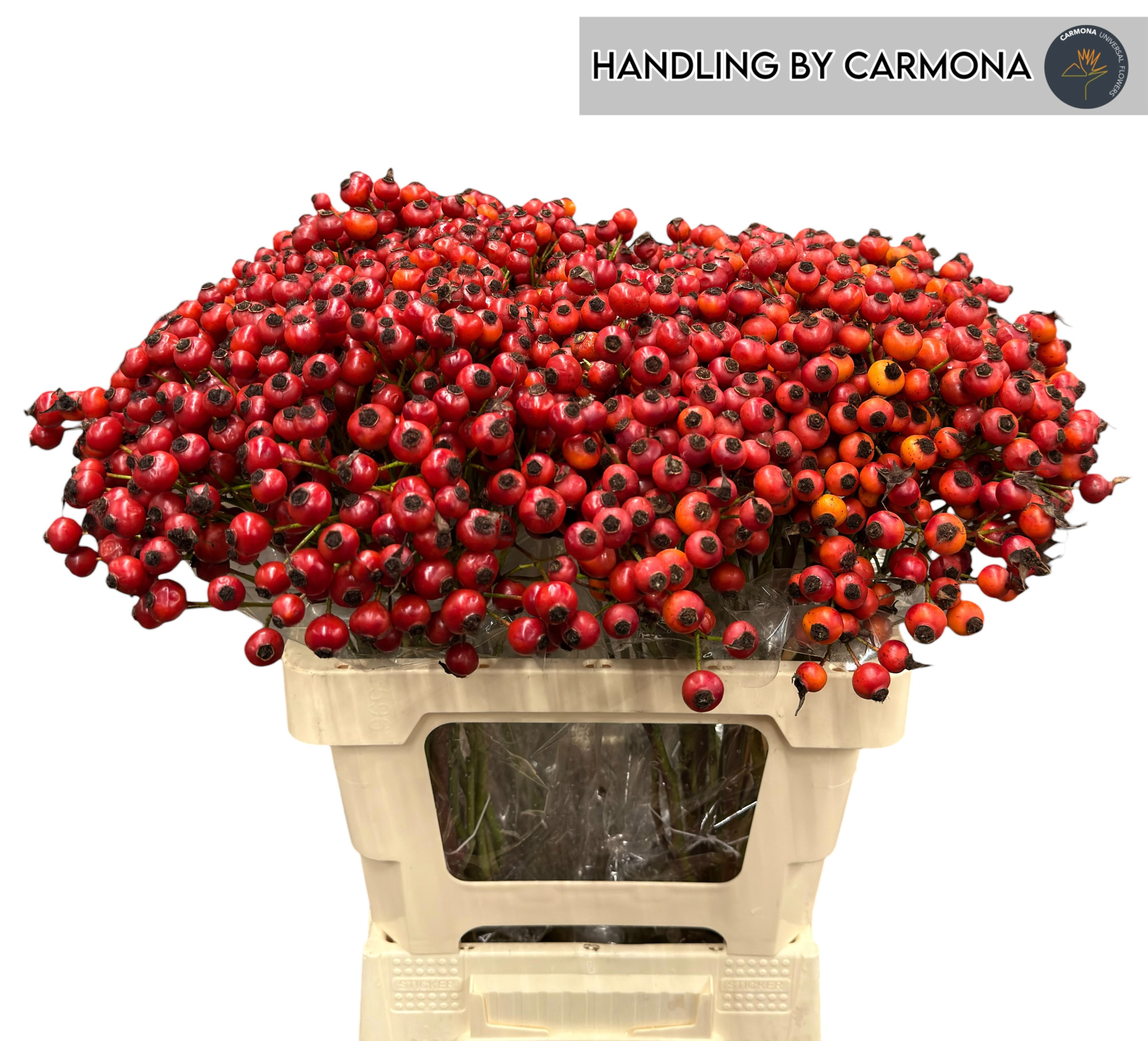 Рузботель Мандарин Хипхоп 60, шт.