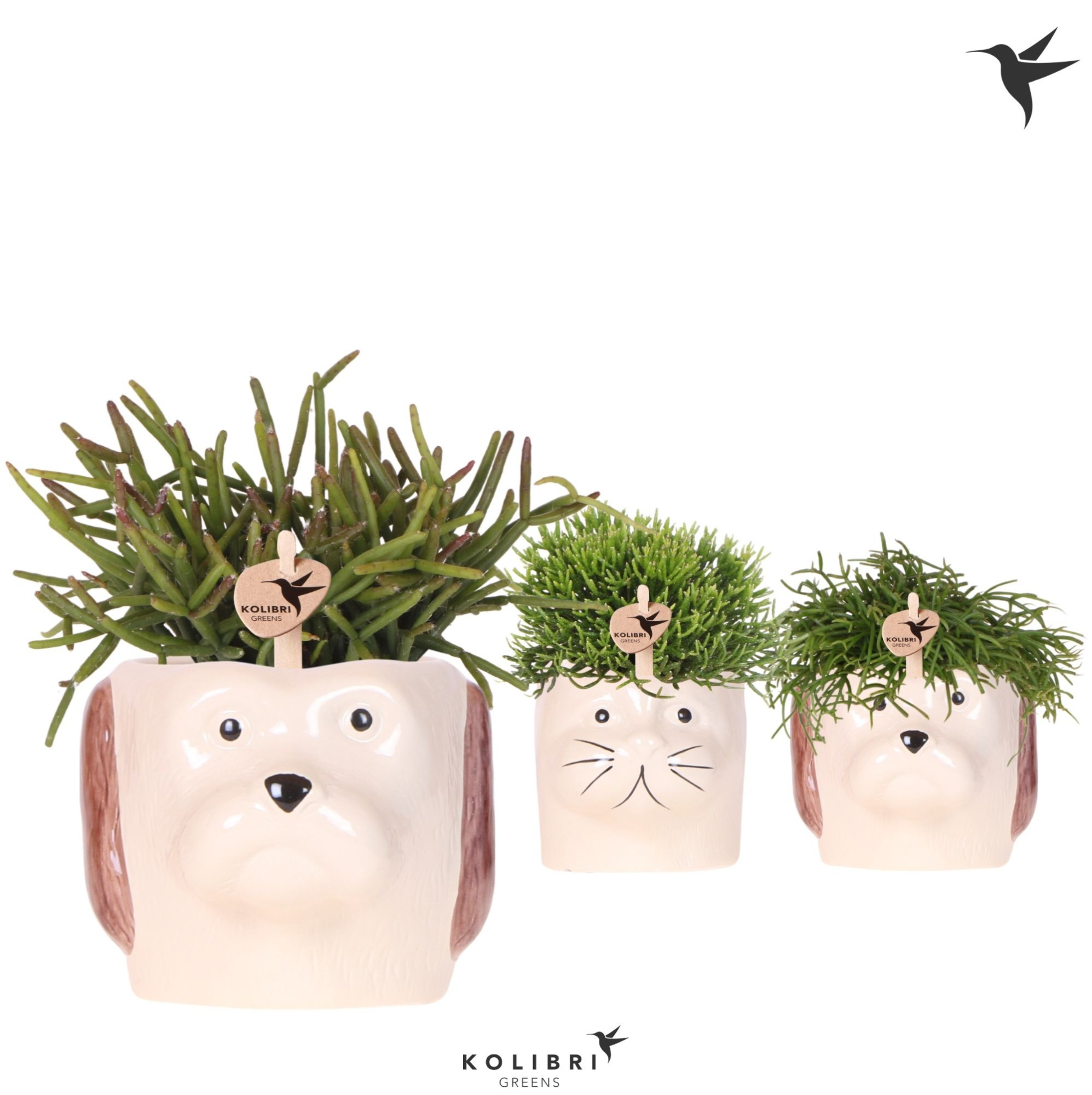 Kolibri Greens Rhipsalis mix in Cat & Dog pot mix, D 9 cm