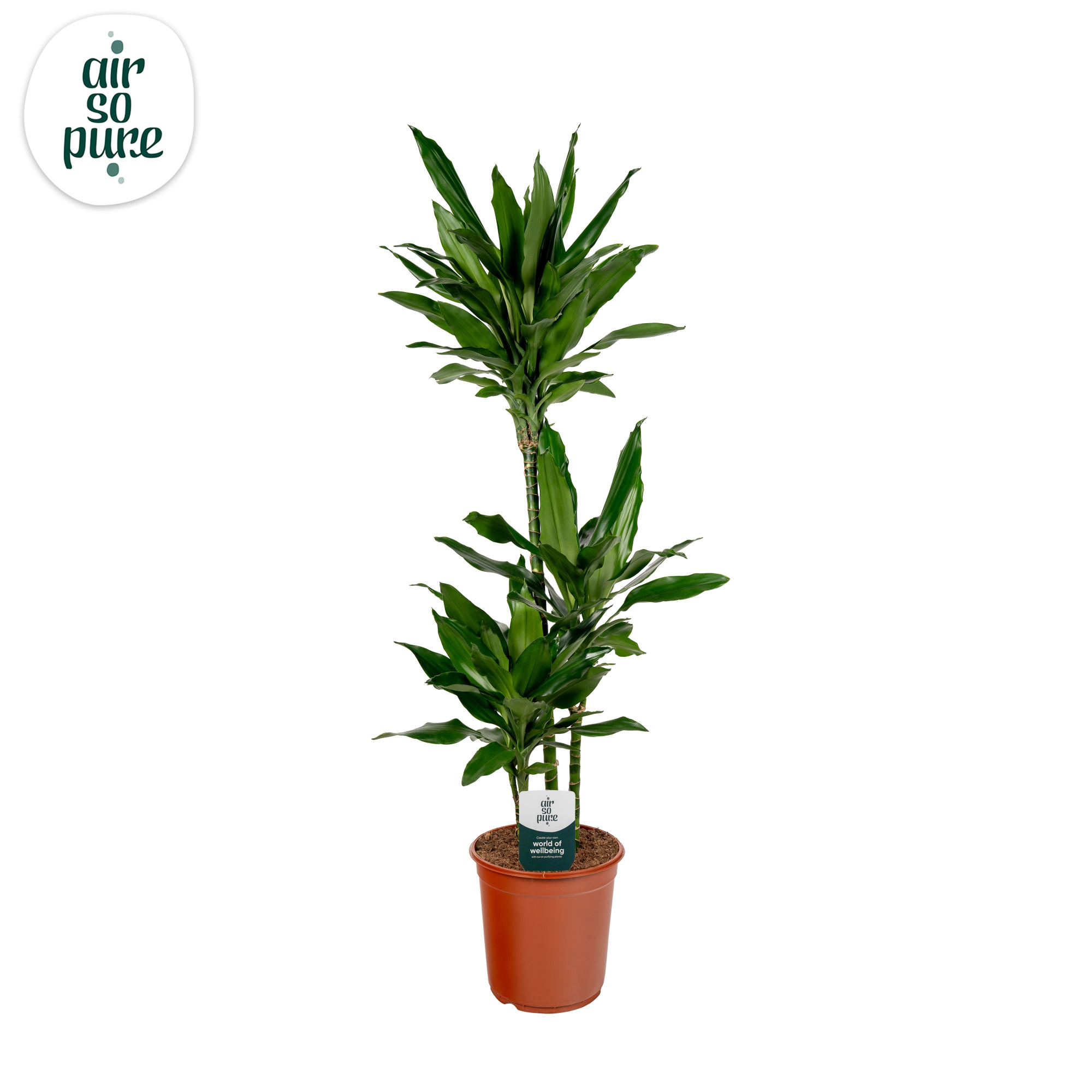 Dracaena Janet Lind p24, 75+30+10 (Air so Pure), D 24 cm