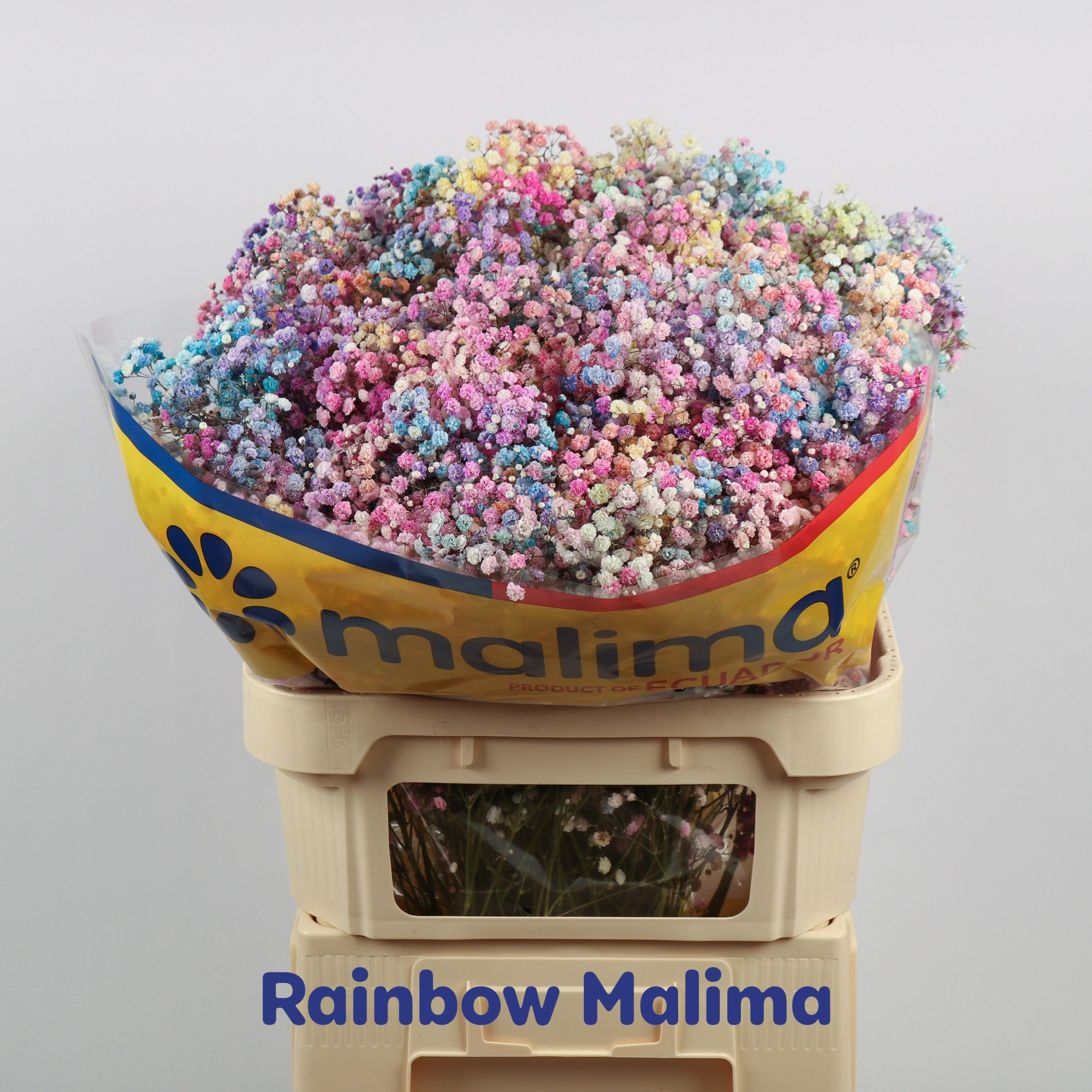 Гипсофила Овериг Крашеная (краш. ) 75, шт.