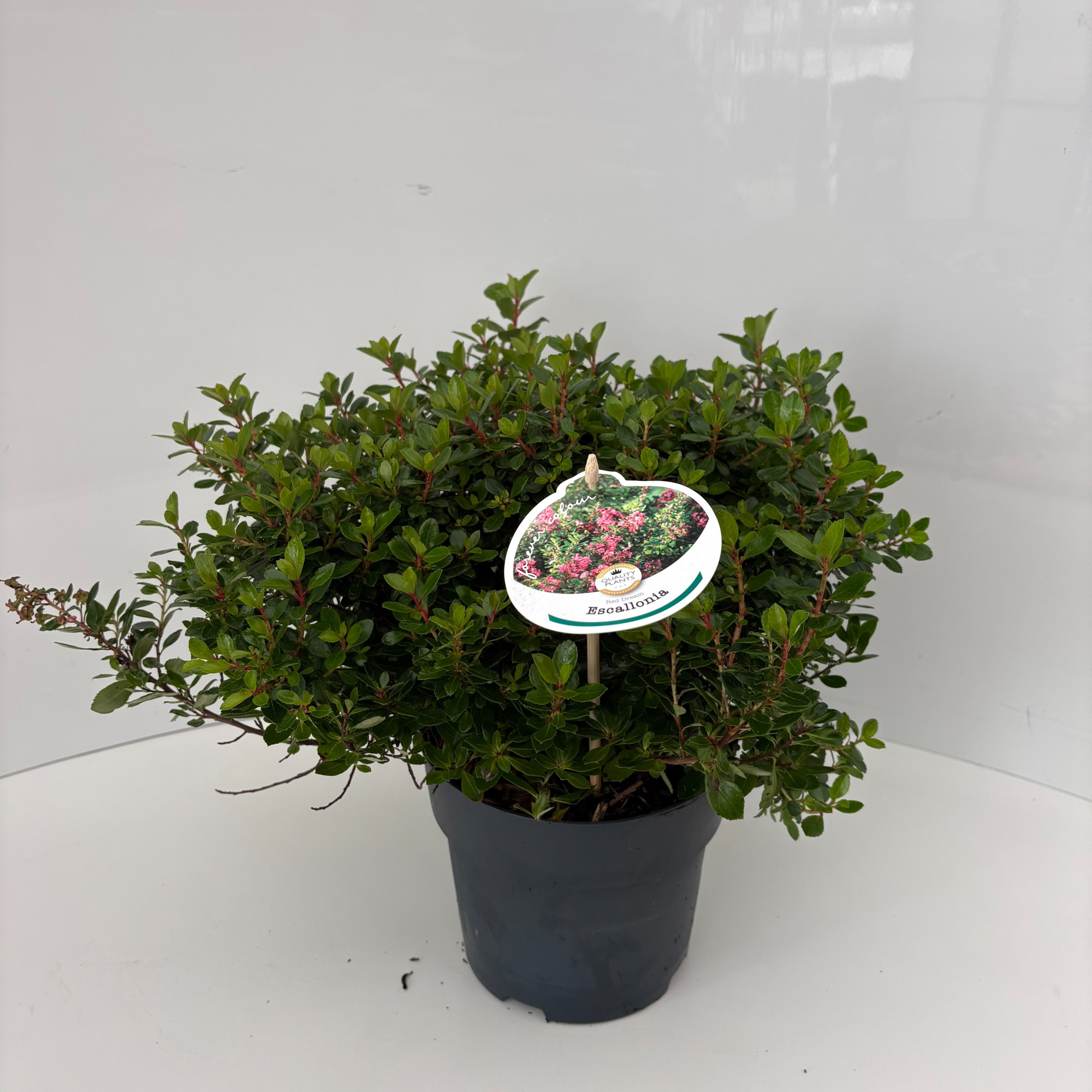 Escallonia 'Red Dream, D 17 cm