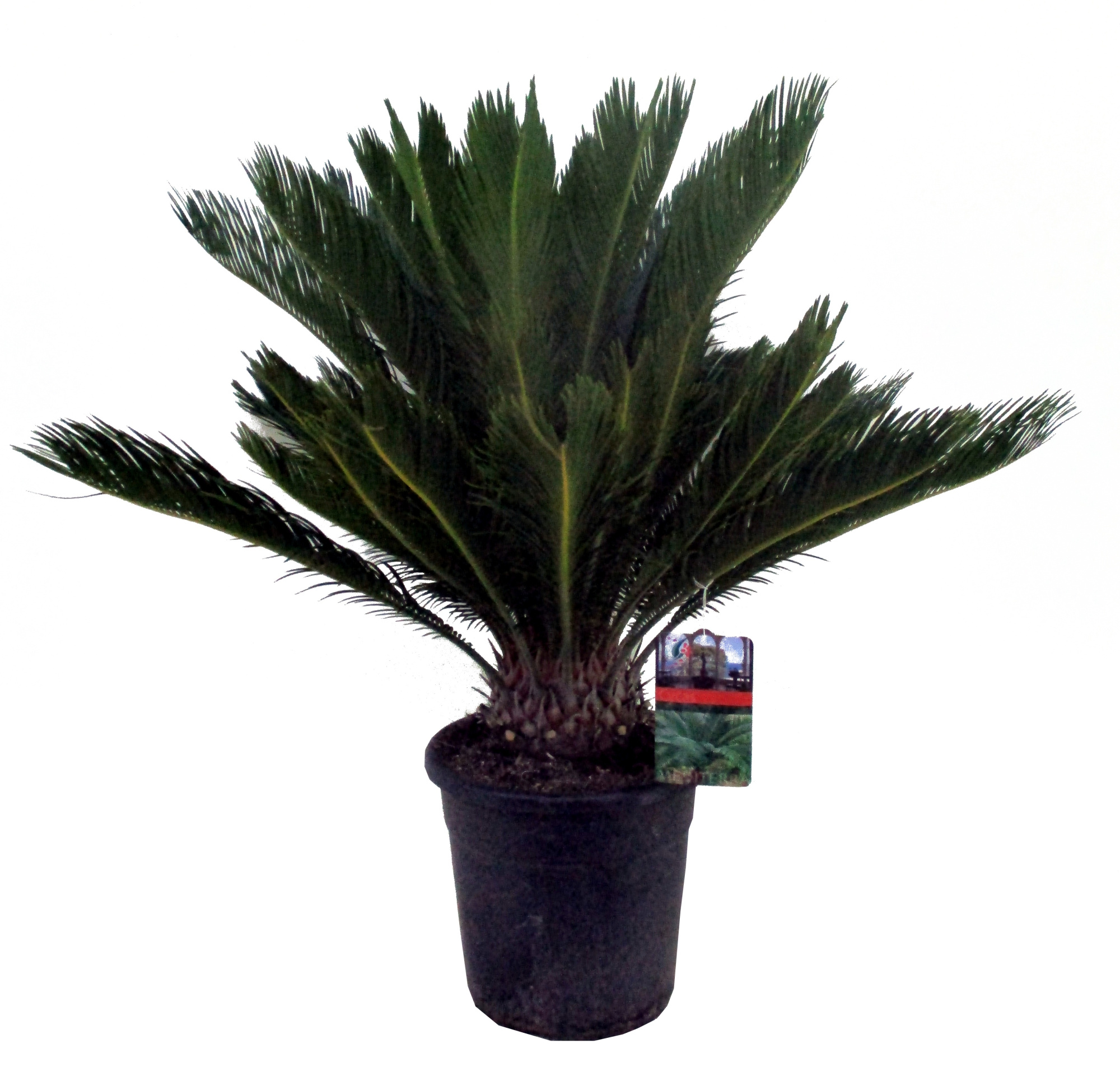 Cycas revoluta, D 30