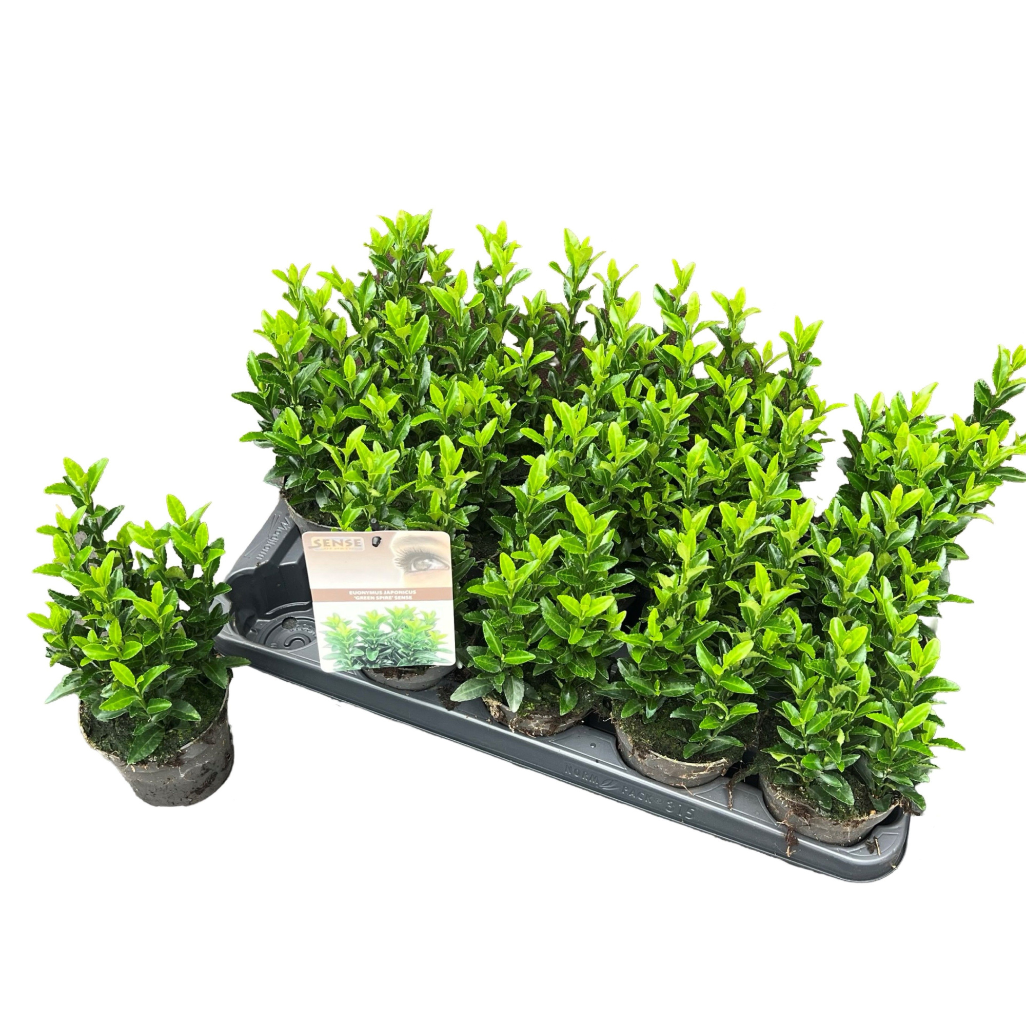 Euonymus jap. 'Green Spire' (Jean Hugues) sense, D 10