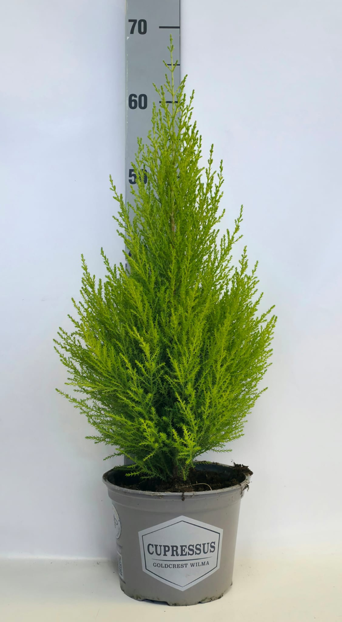 Cupressus Piramide 17cm in tray, D 17 cm