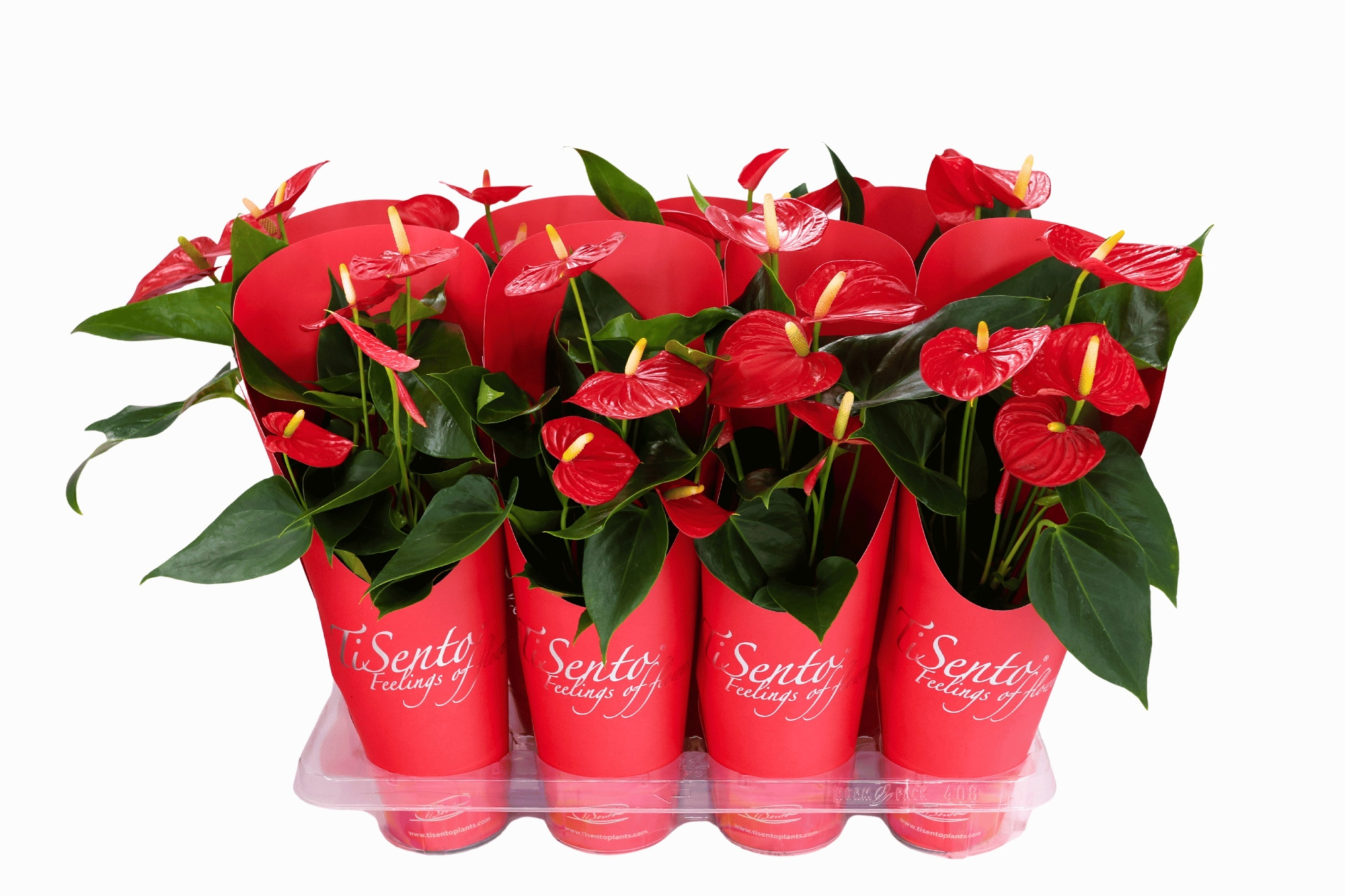 Anthurium rood in cadeaucover, D 12