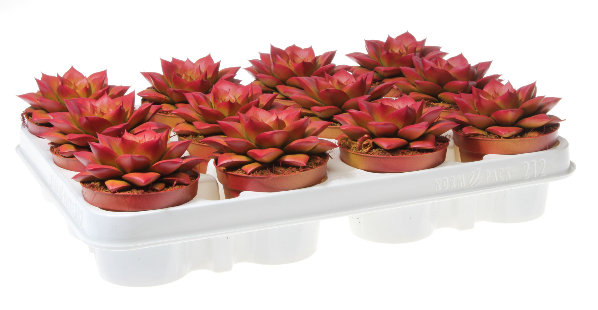 Rainbow purper zalm, D 8,5